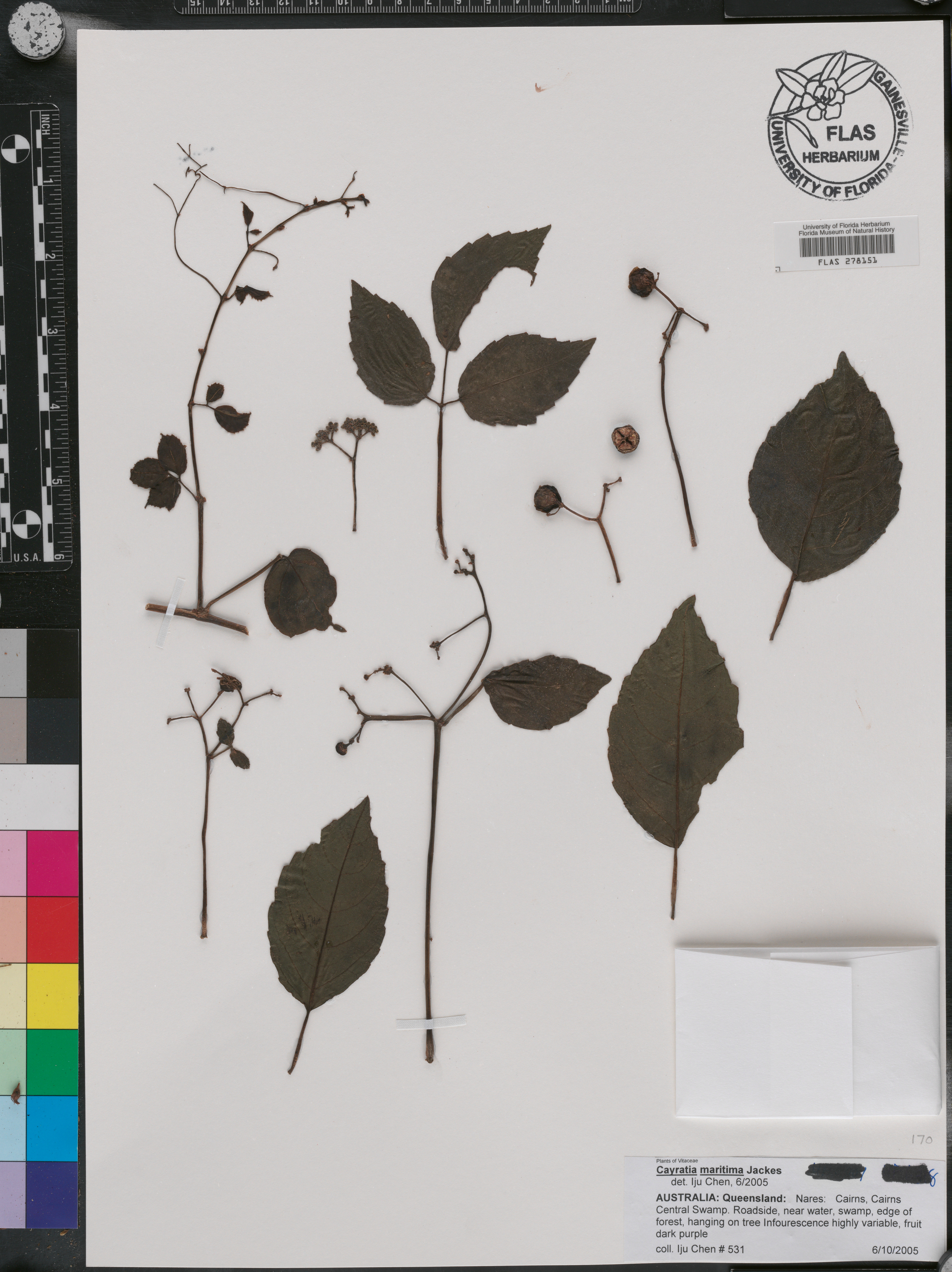 Causonis maritima image