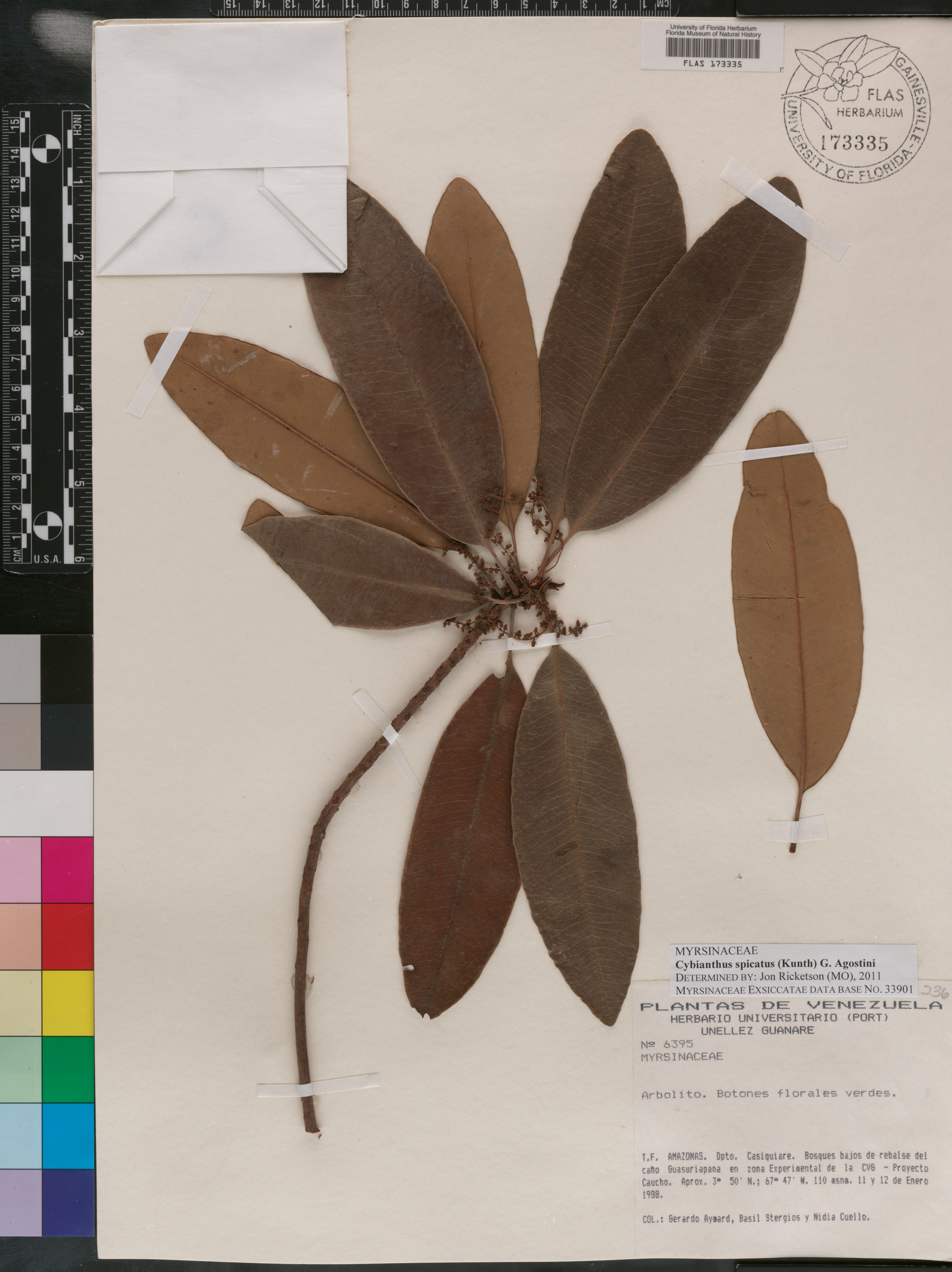 Cybianthus spicatus image