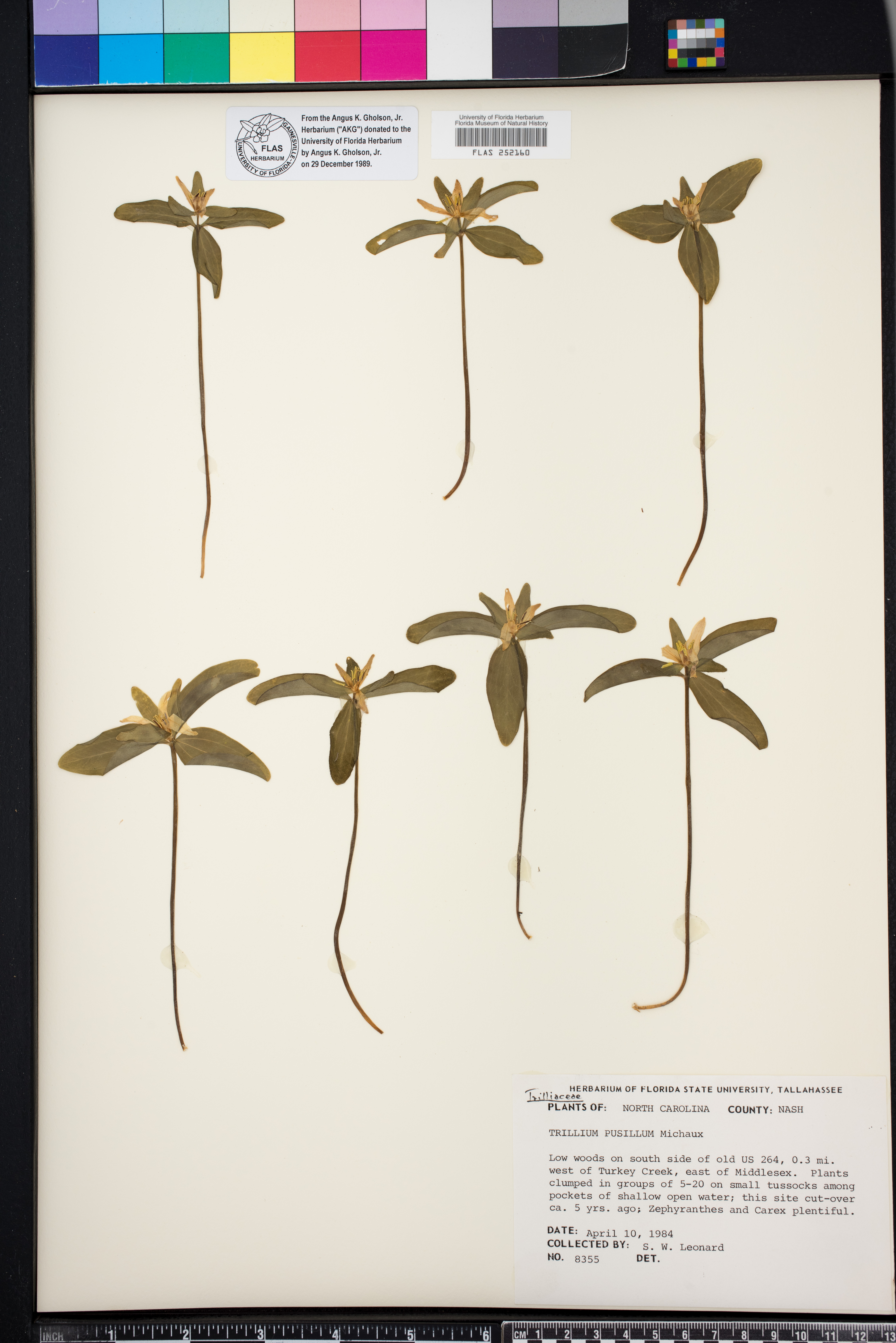 Trillium pusillum image