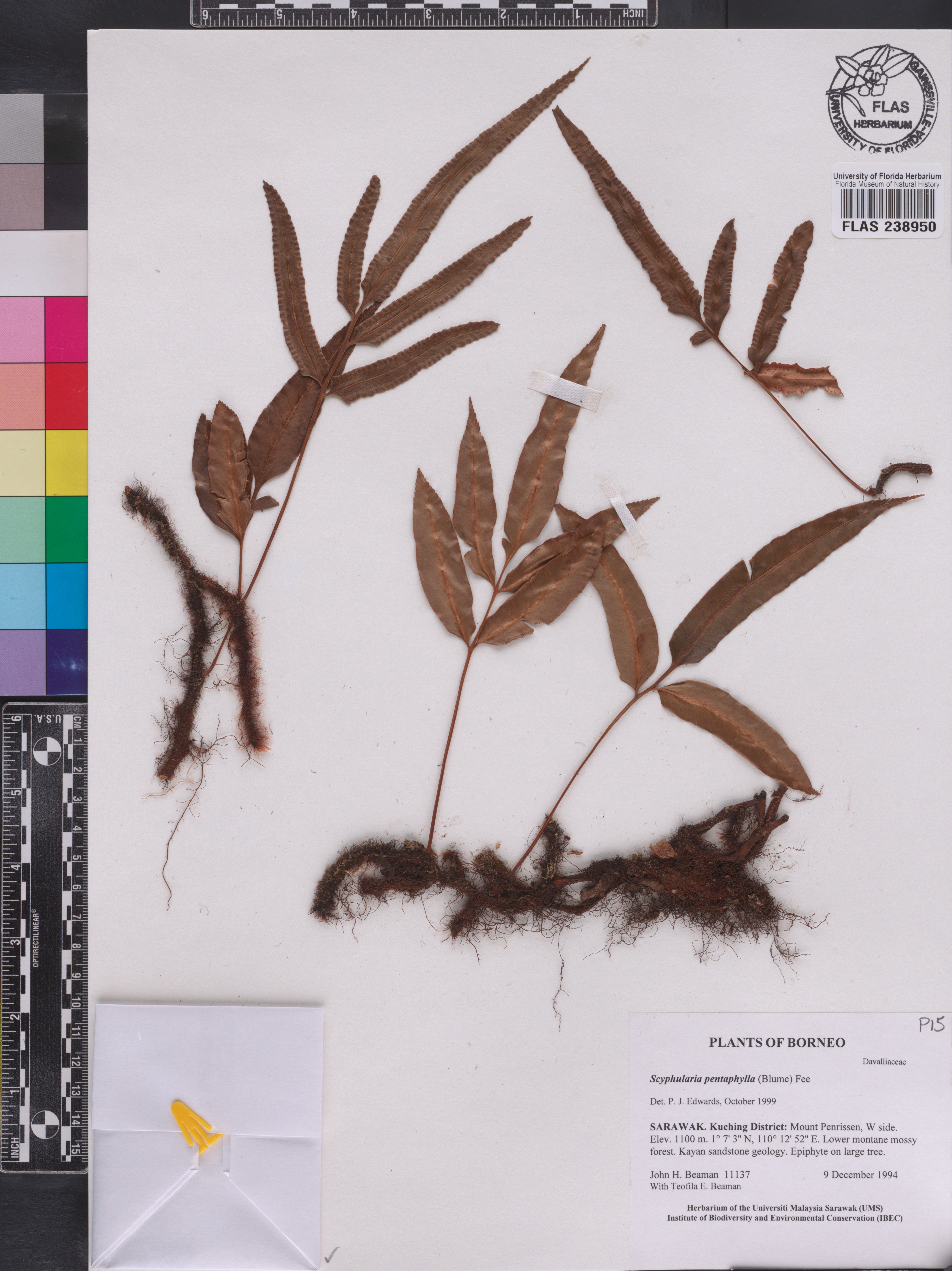 Davallia pentaphylla image