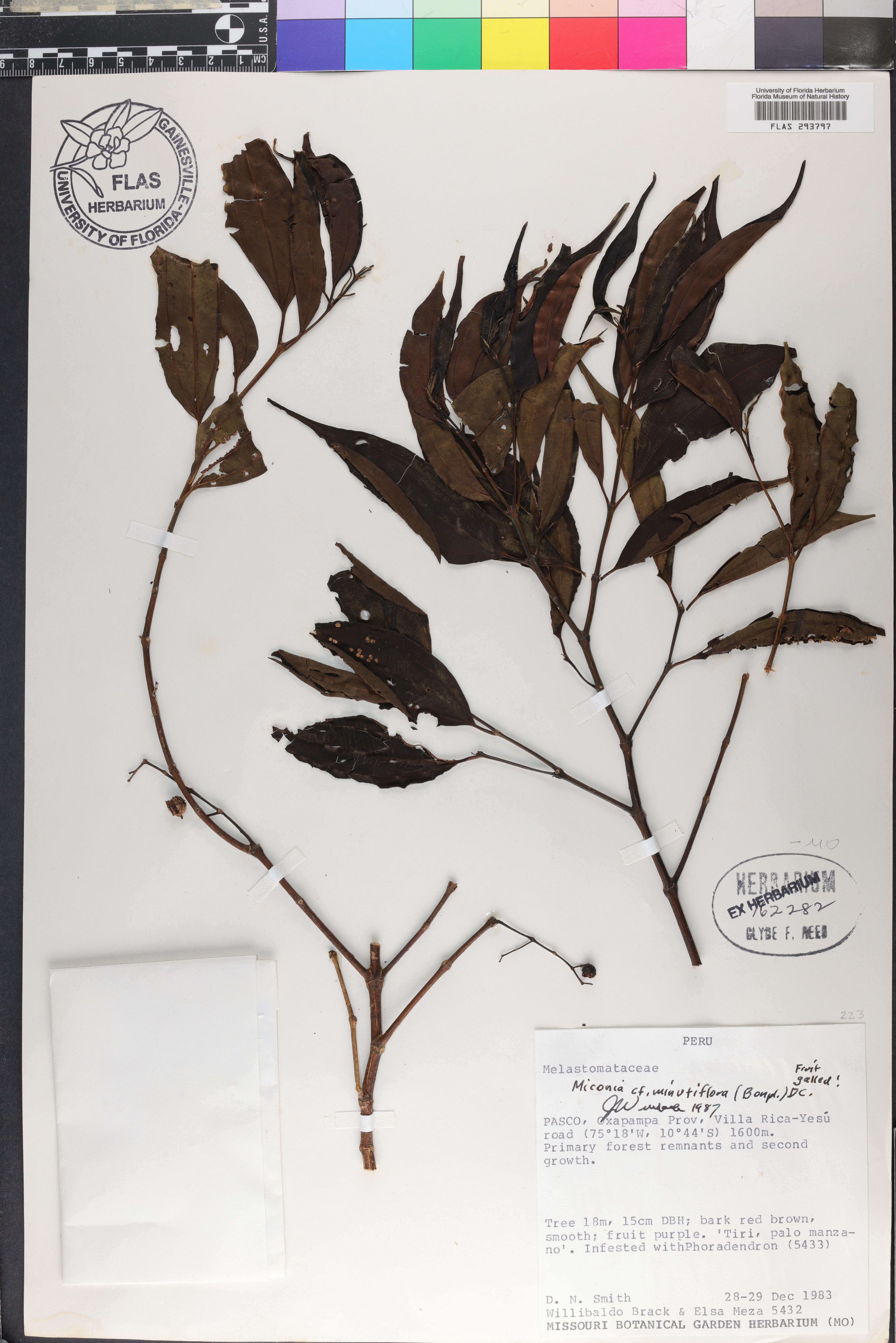 Miconia minutiflora image
