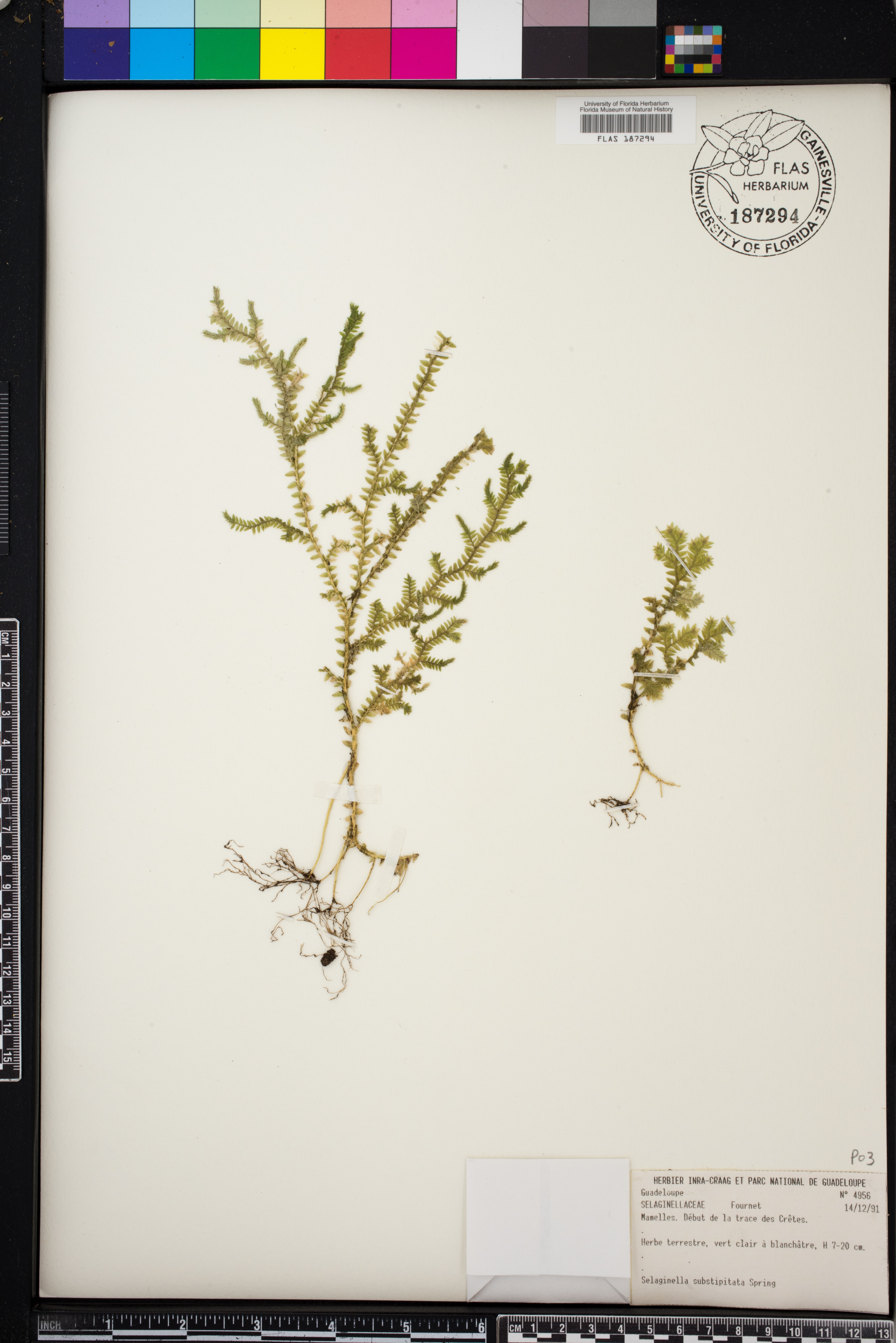 Selaginella substipitata image