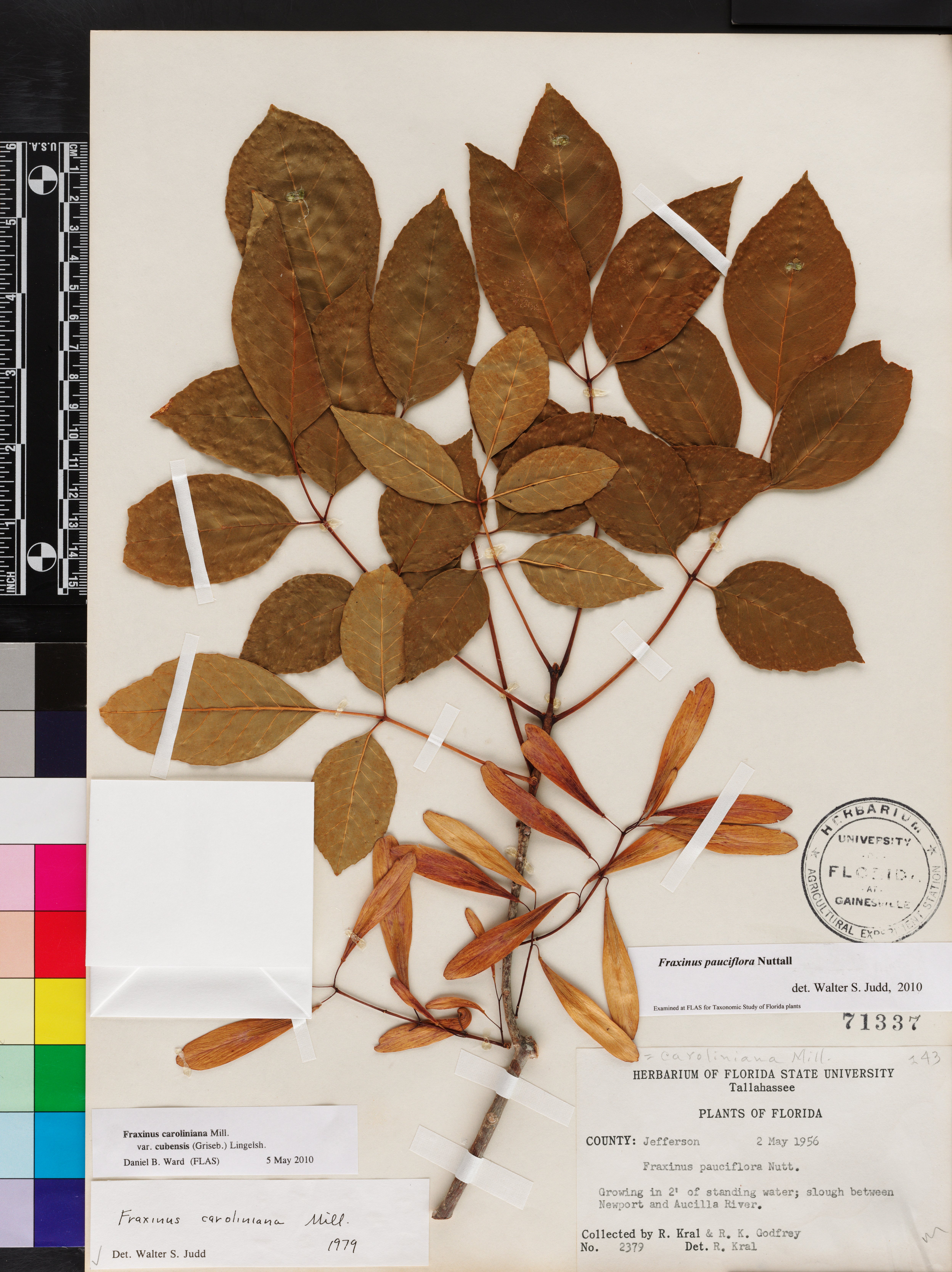 Fraxinus pauciflora image