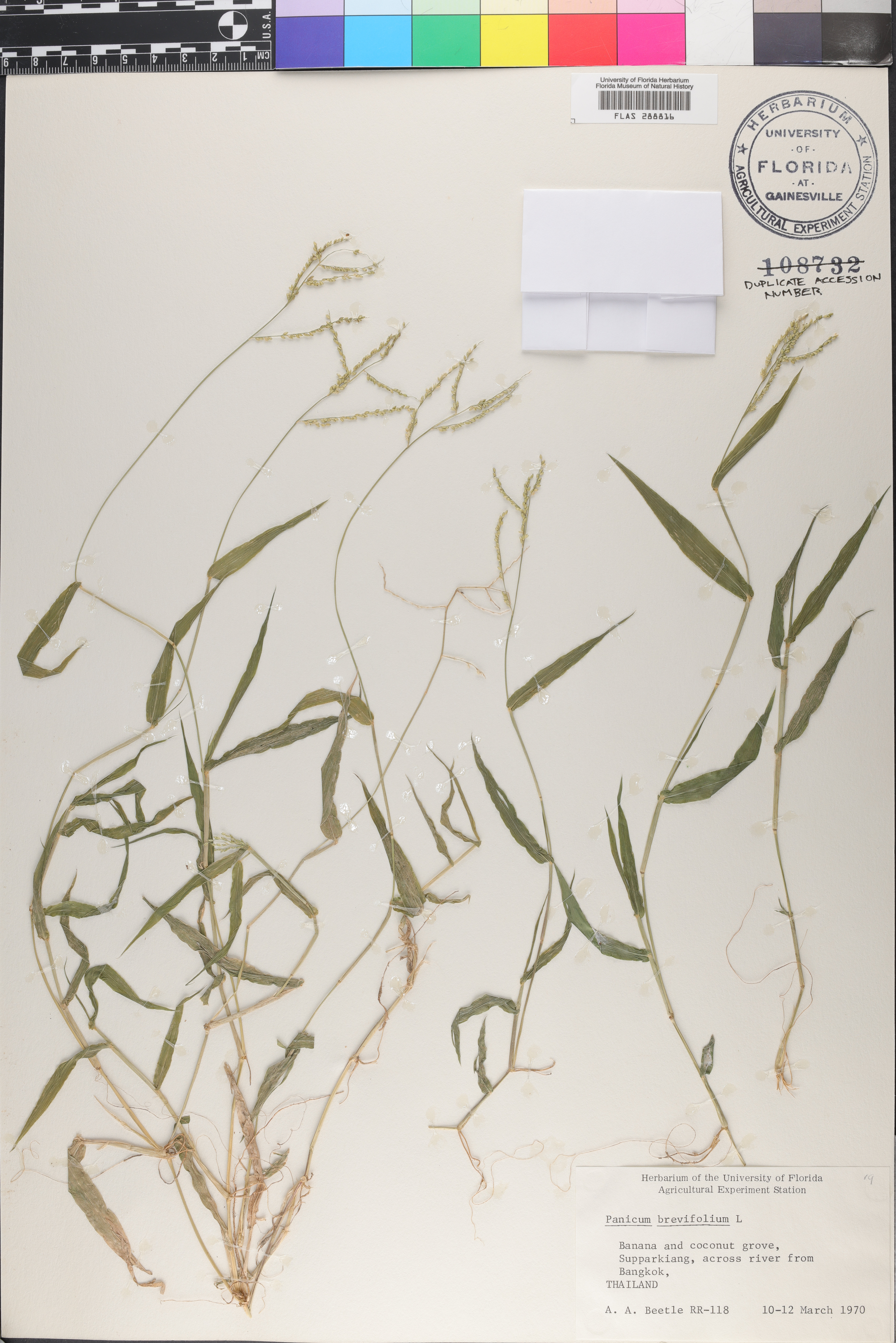 Panicum brevifolium image