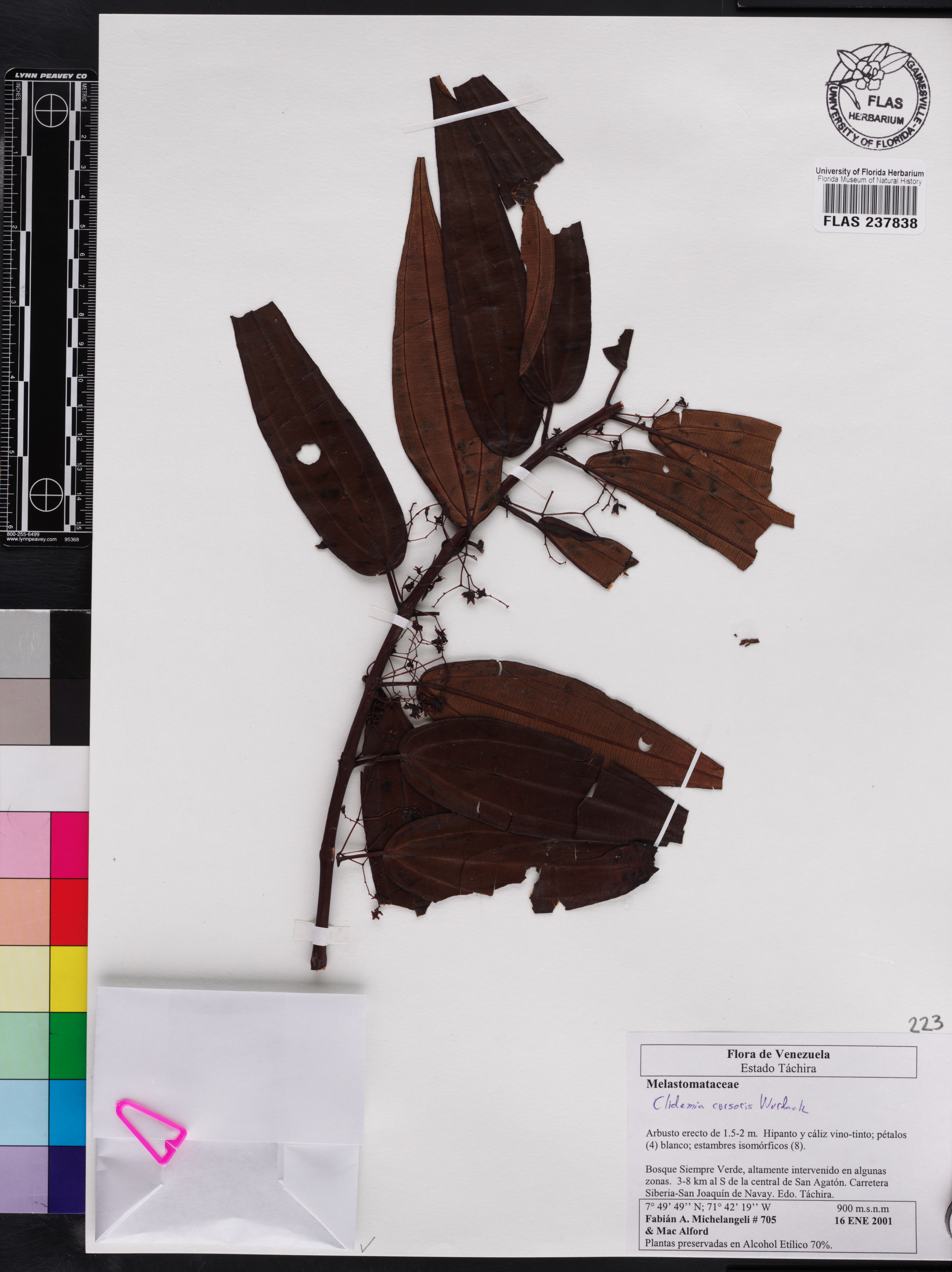 Miconia cursoris image