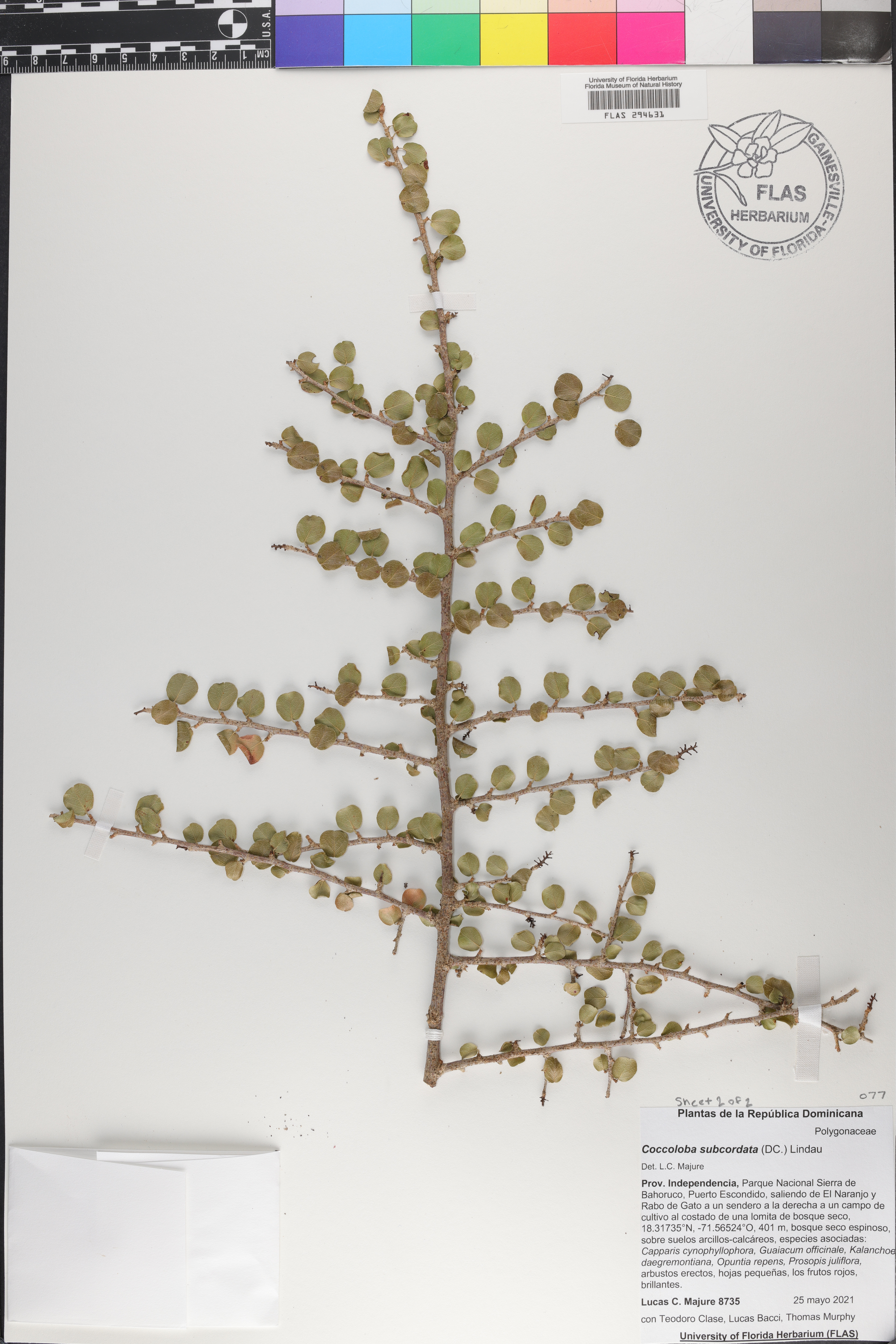 Coccoloba subcordata image