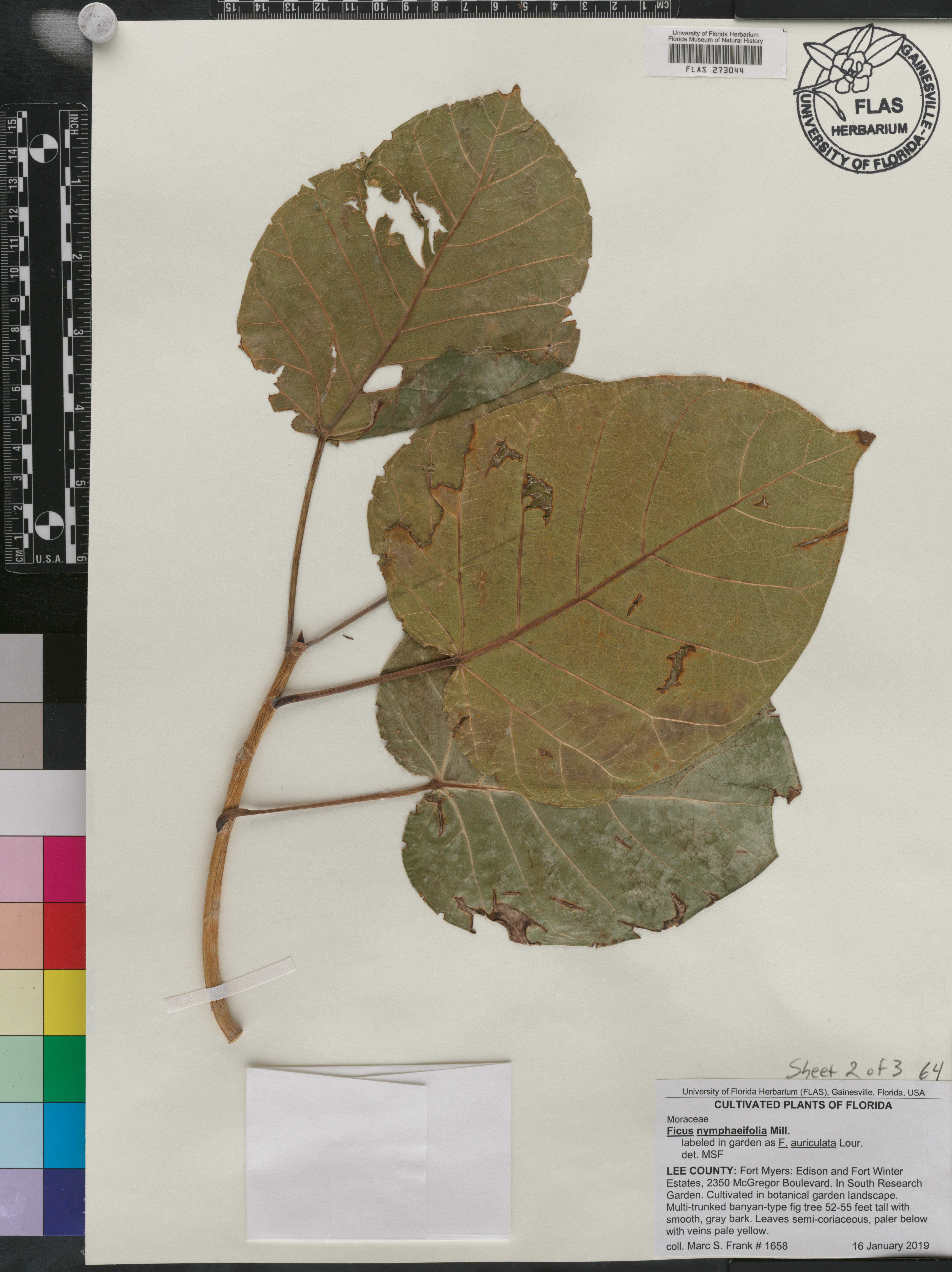 Ficus nymphaeifolia image