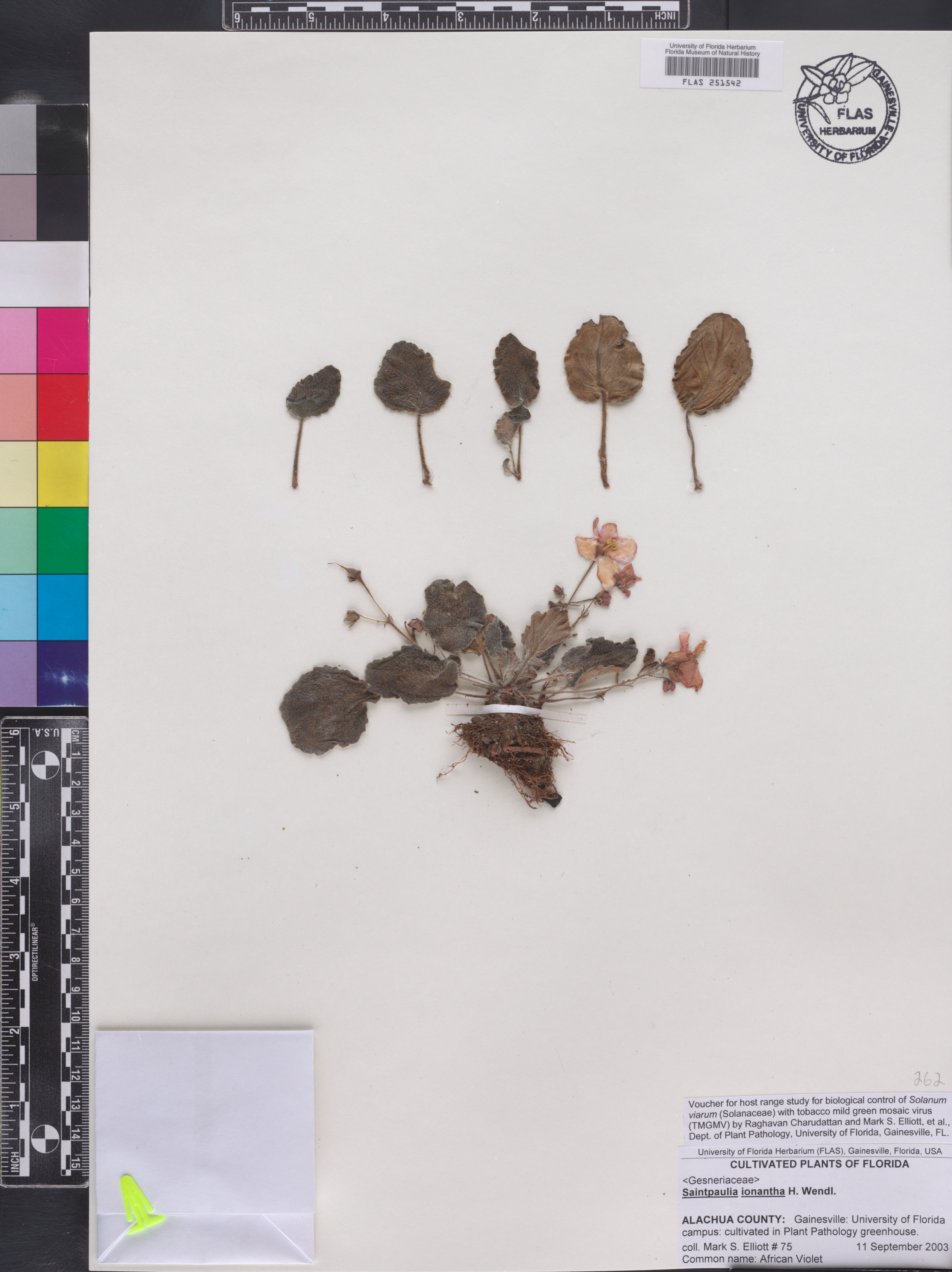 Saintpaulia ionantha image