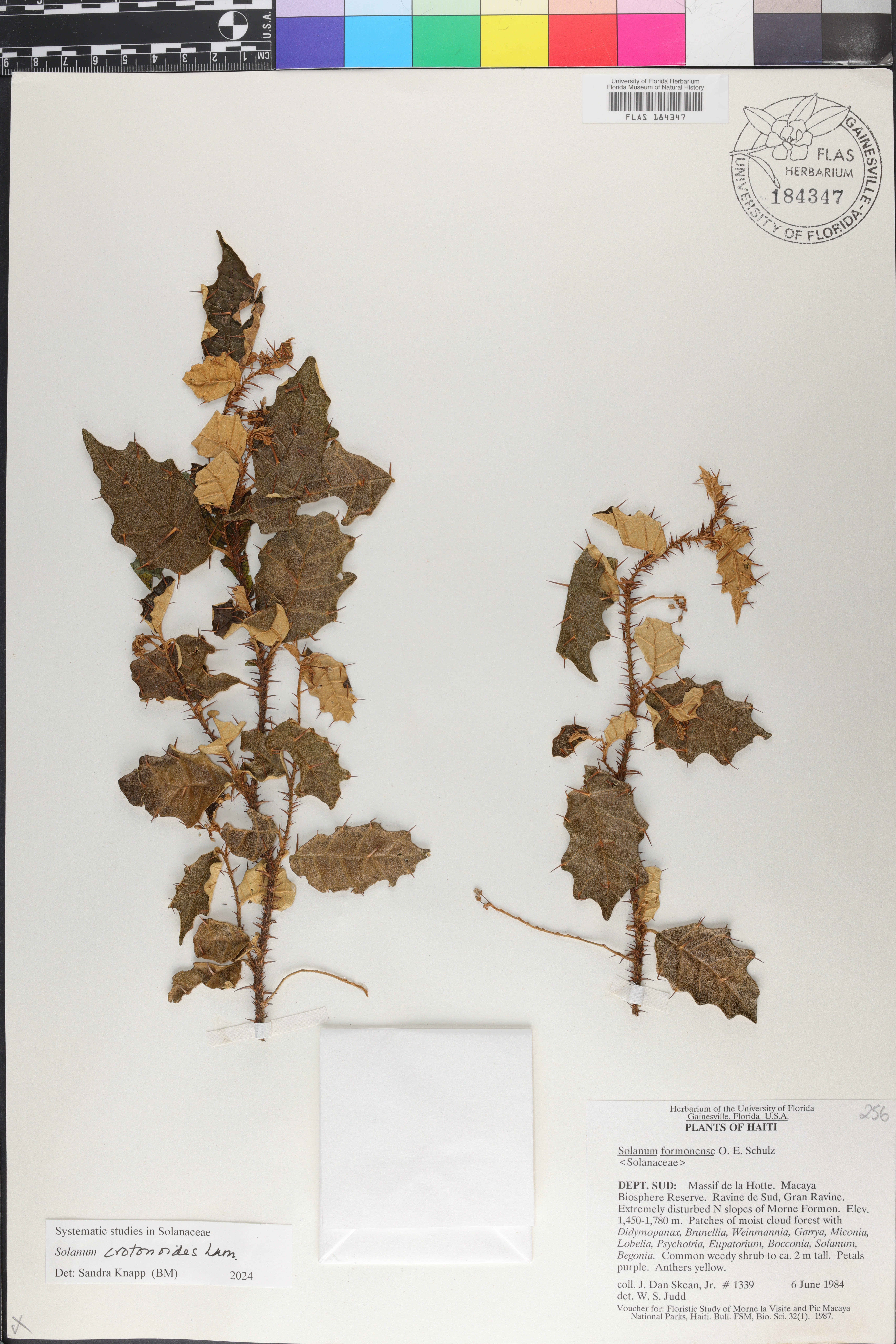 Solanum crotonoides image