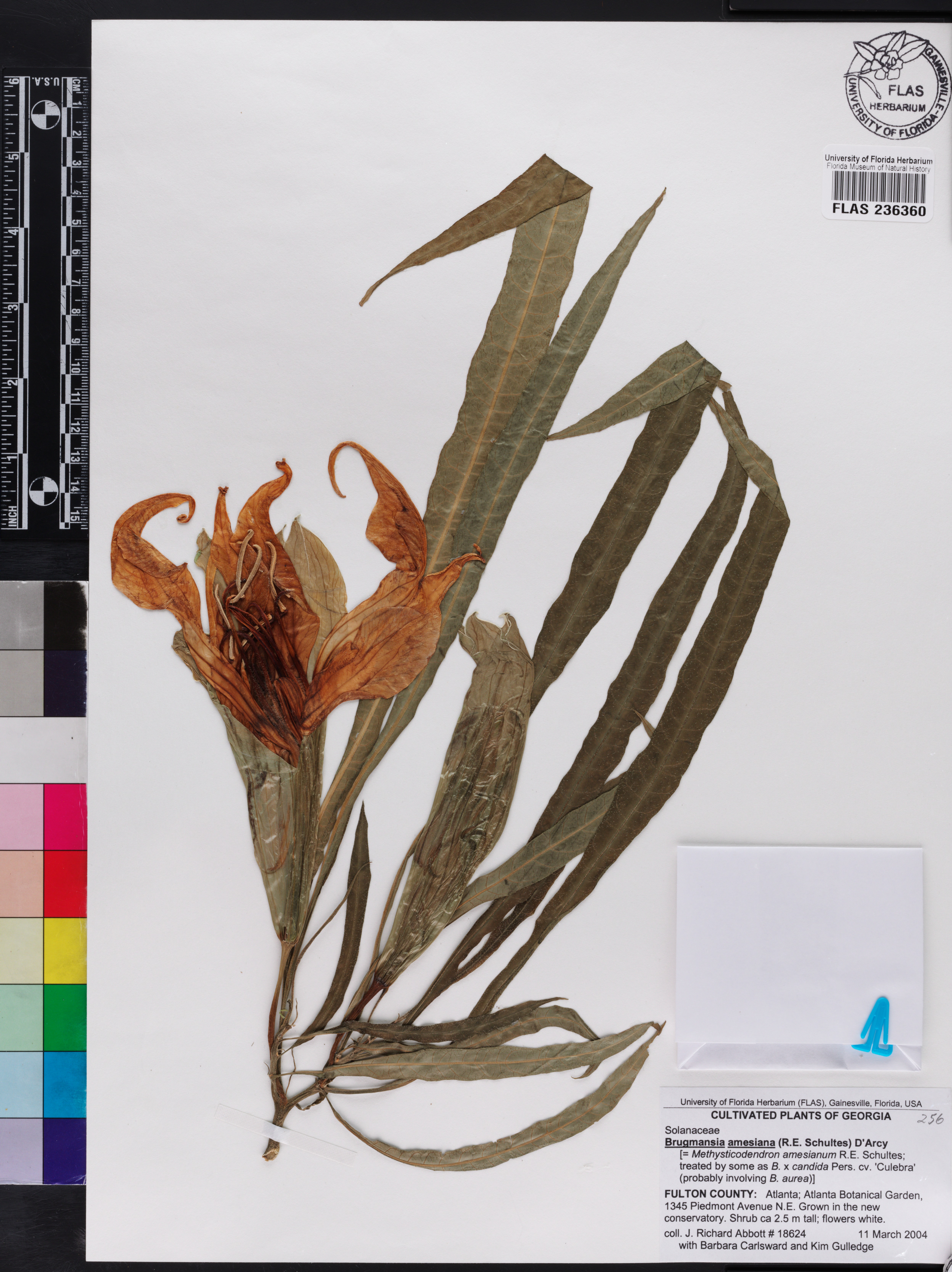 Brugmansia × cubensis image
