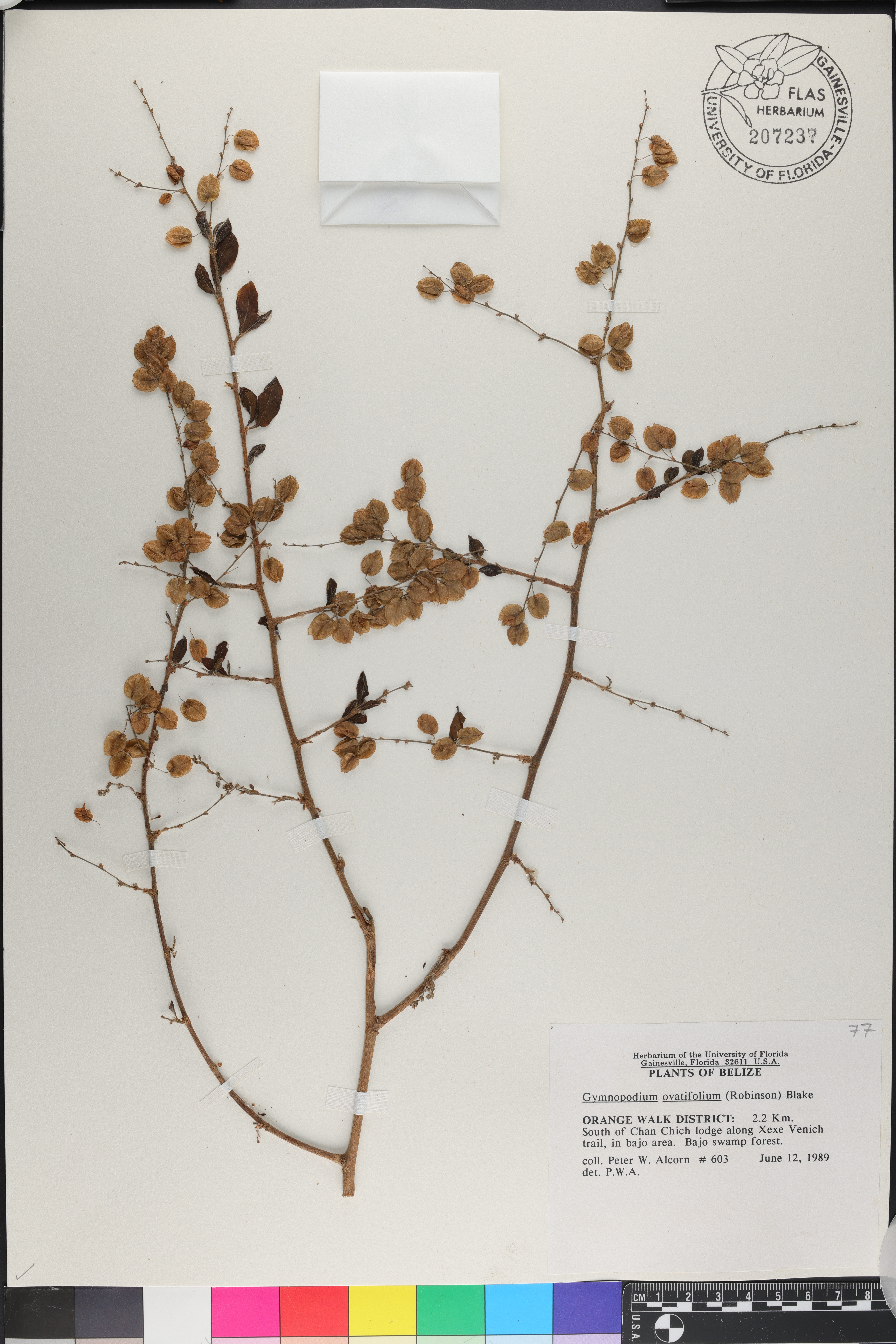 Gymnopodium ovatifolium image
