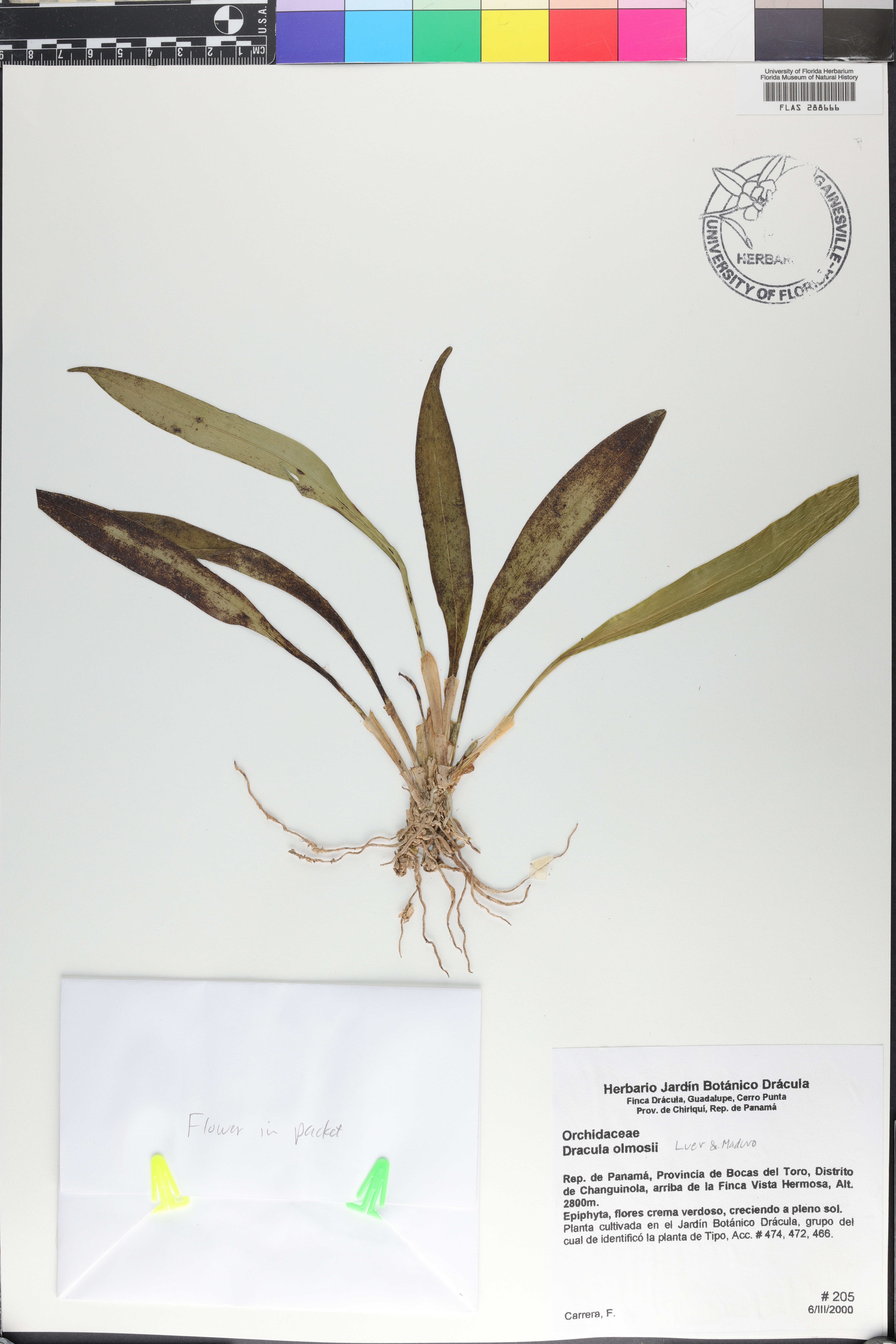 Dracula olmosii