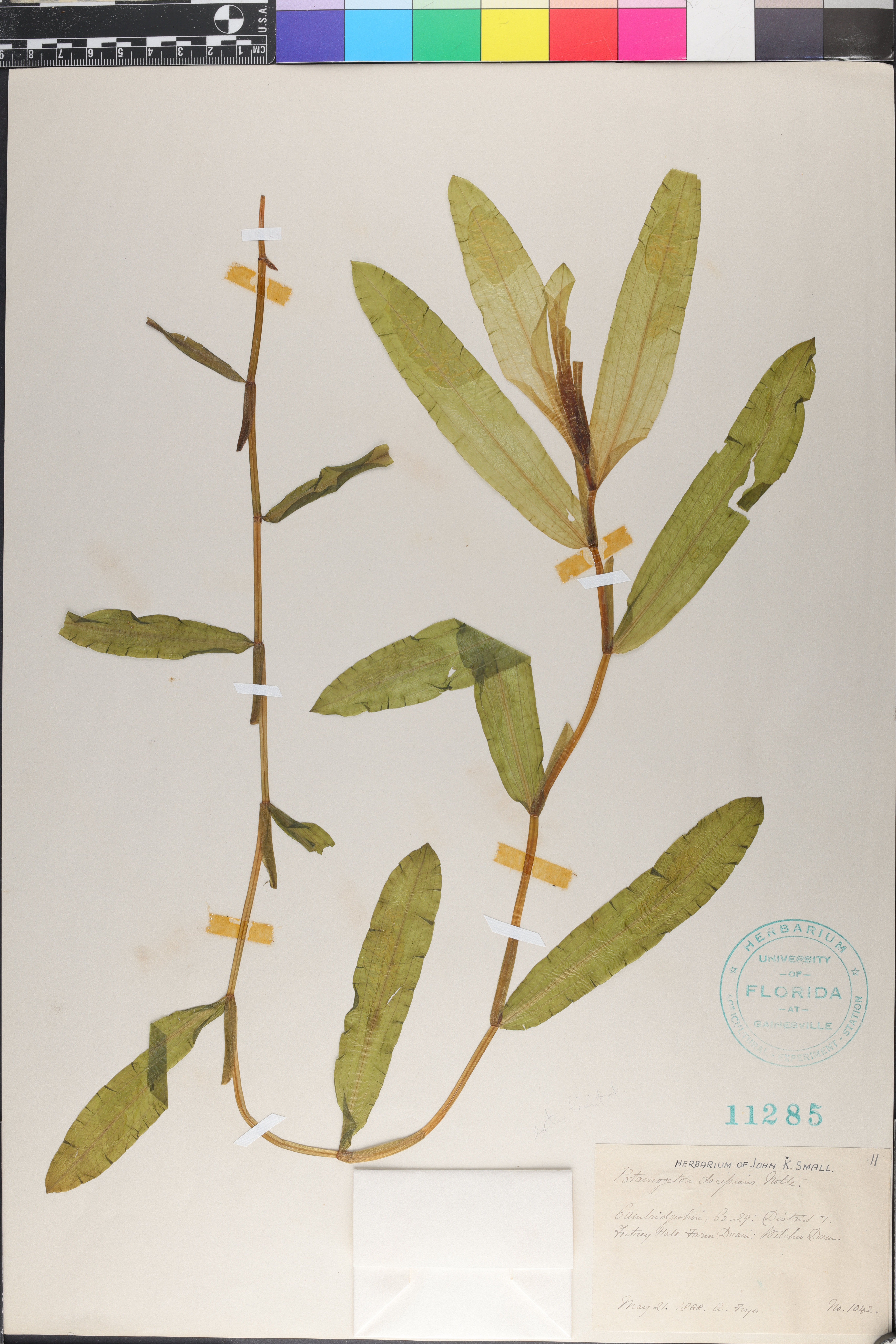 Potamogeton x salicifolius image