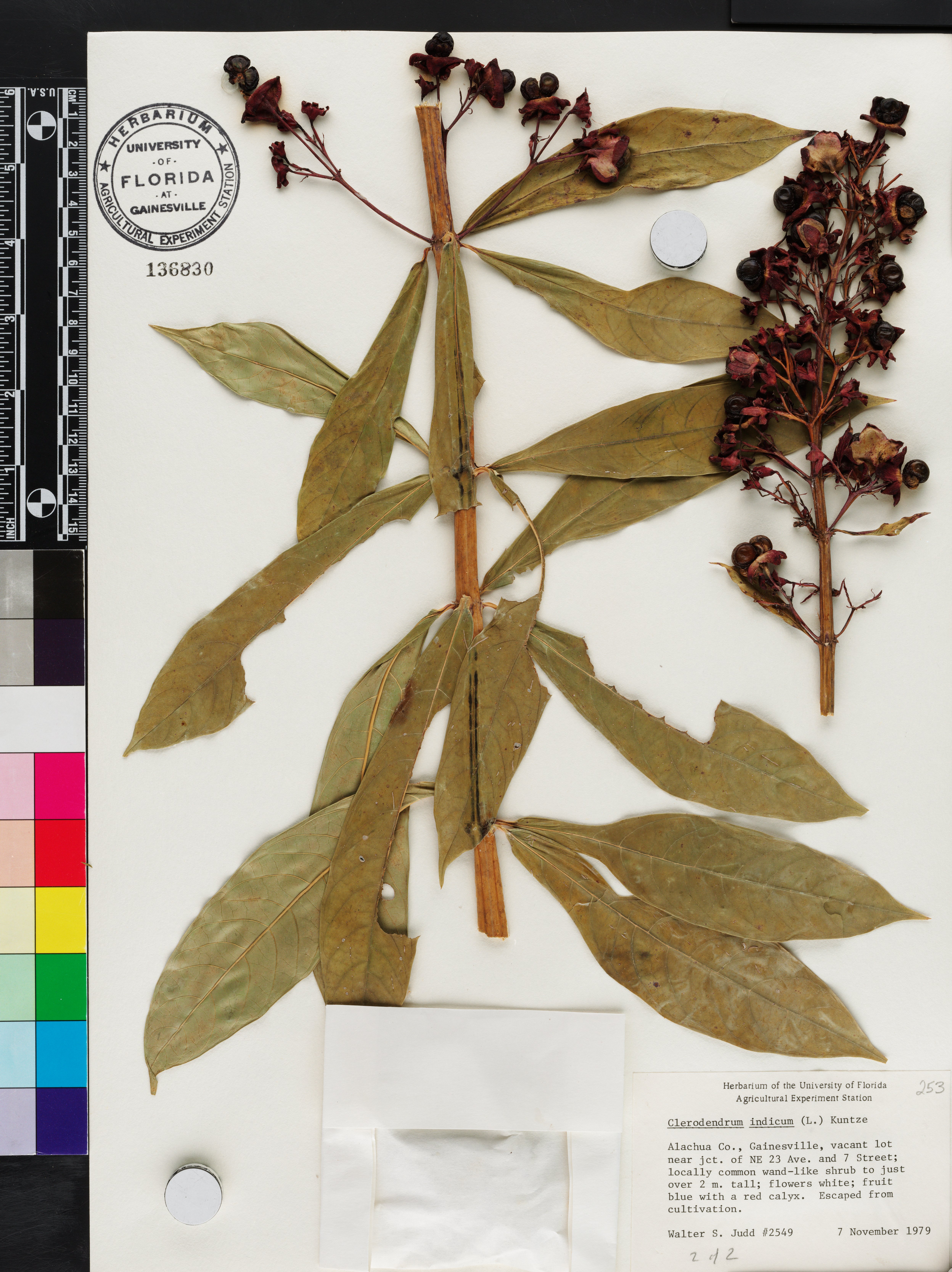 Clerodendrum indicum image