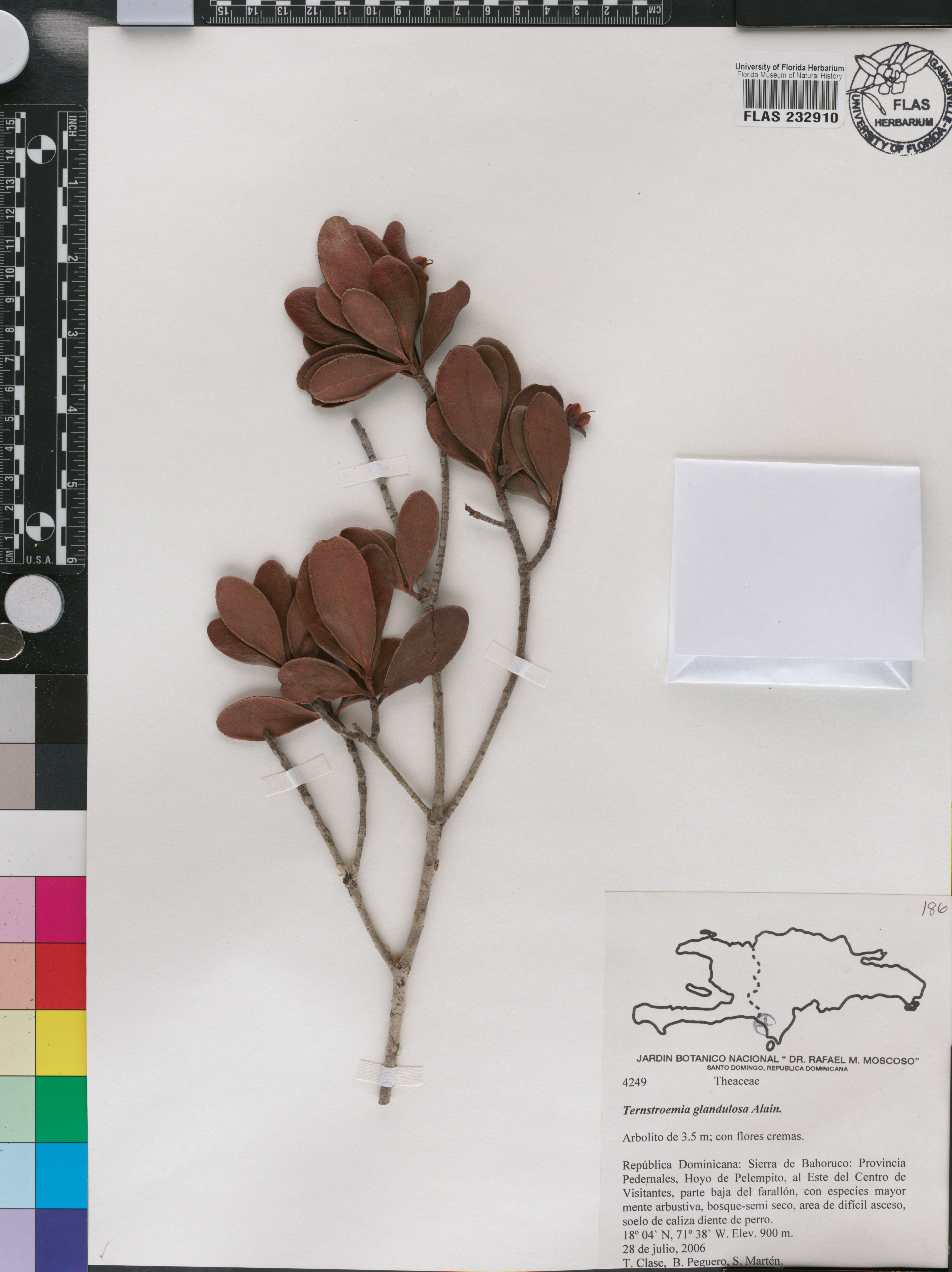 Ternstroemia glandulosa image