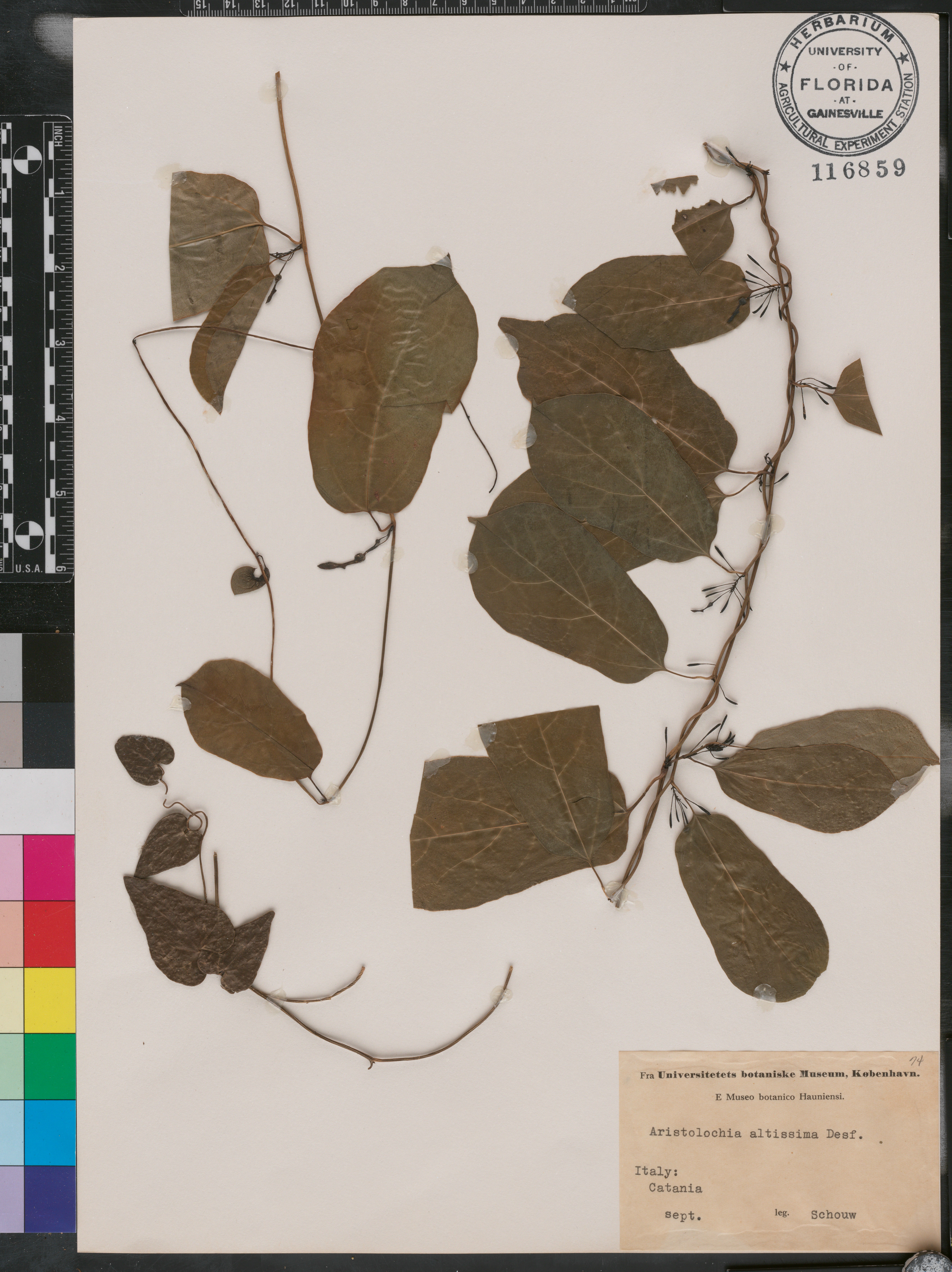Aristolochia sempervirens image