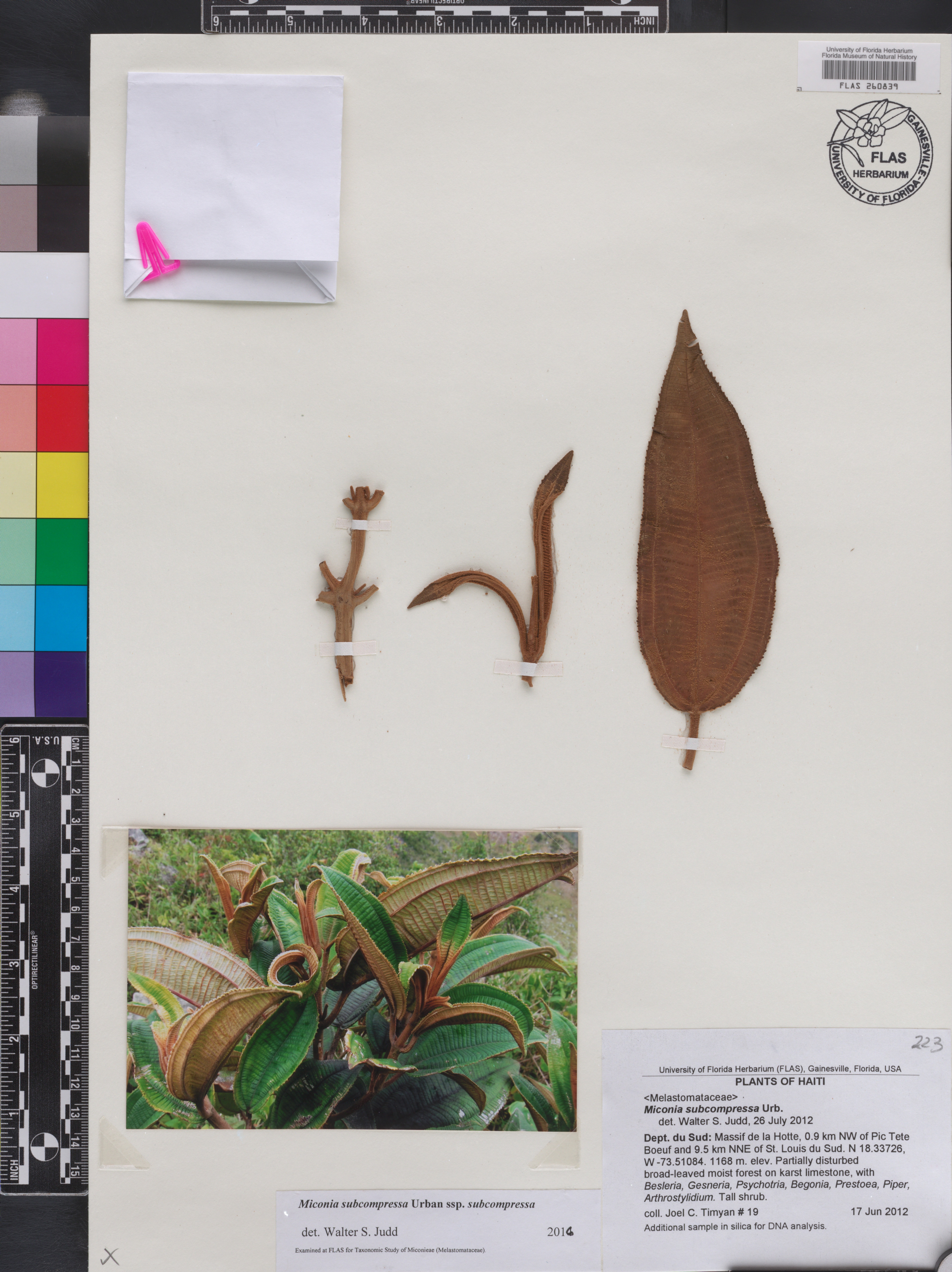 Miconia subcompressa image