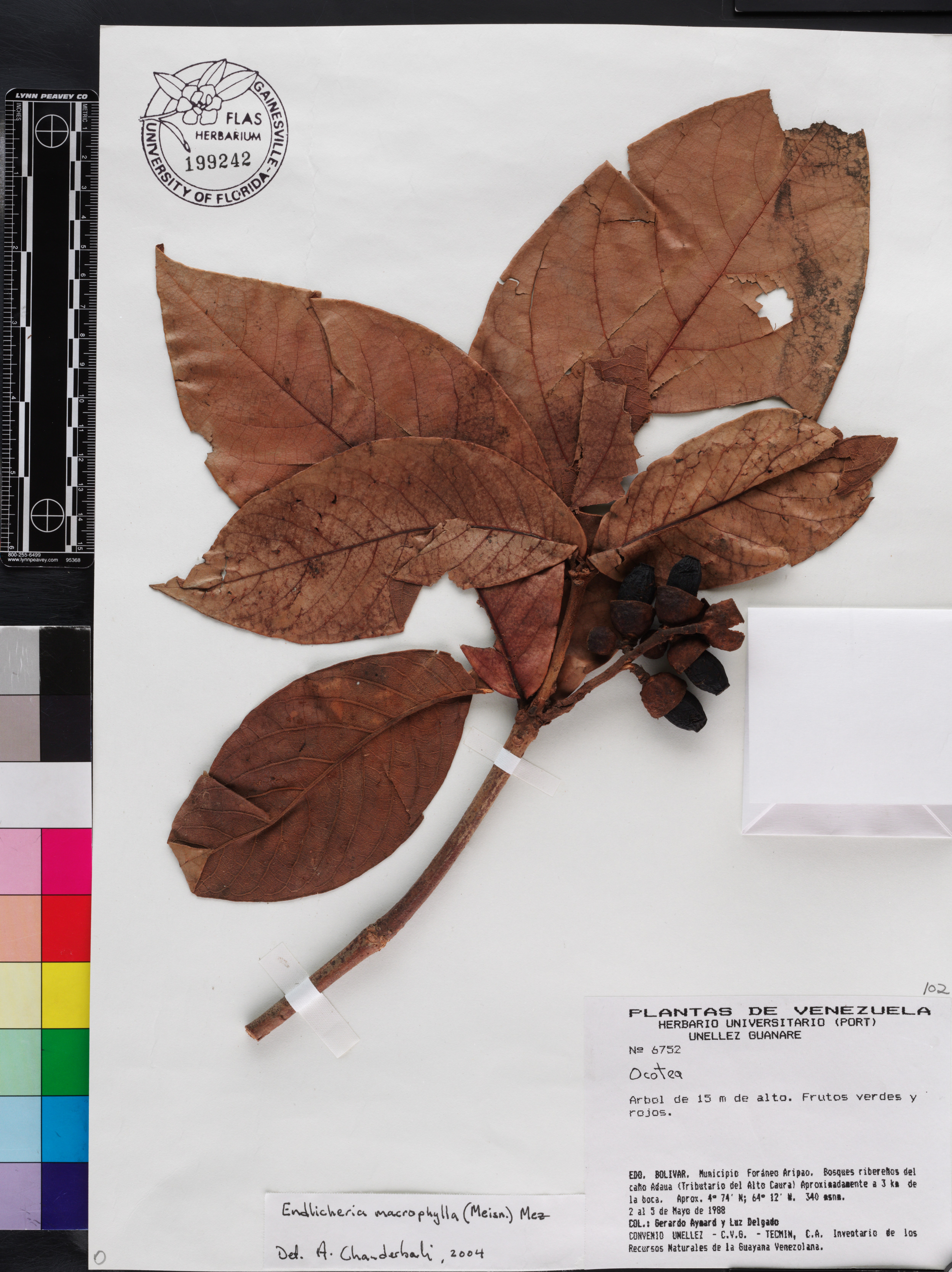 Endlicheria macrophylla image