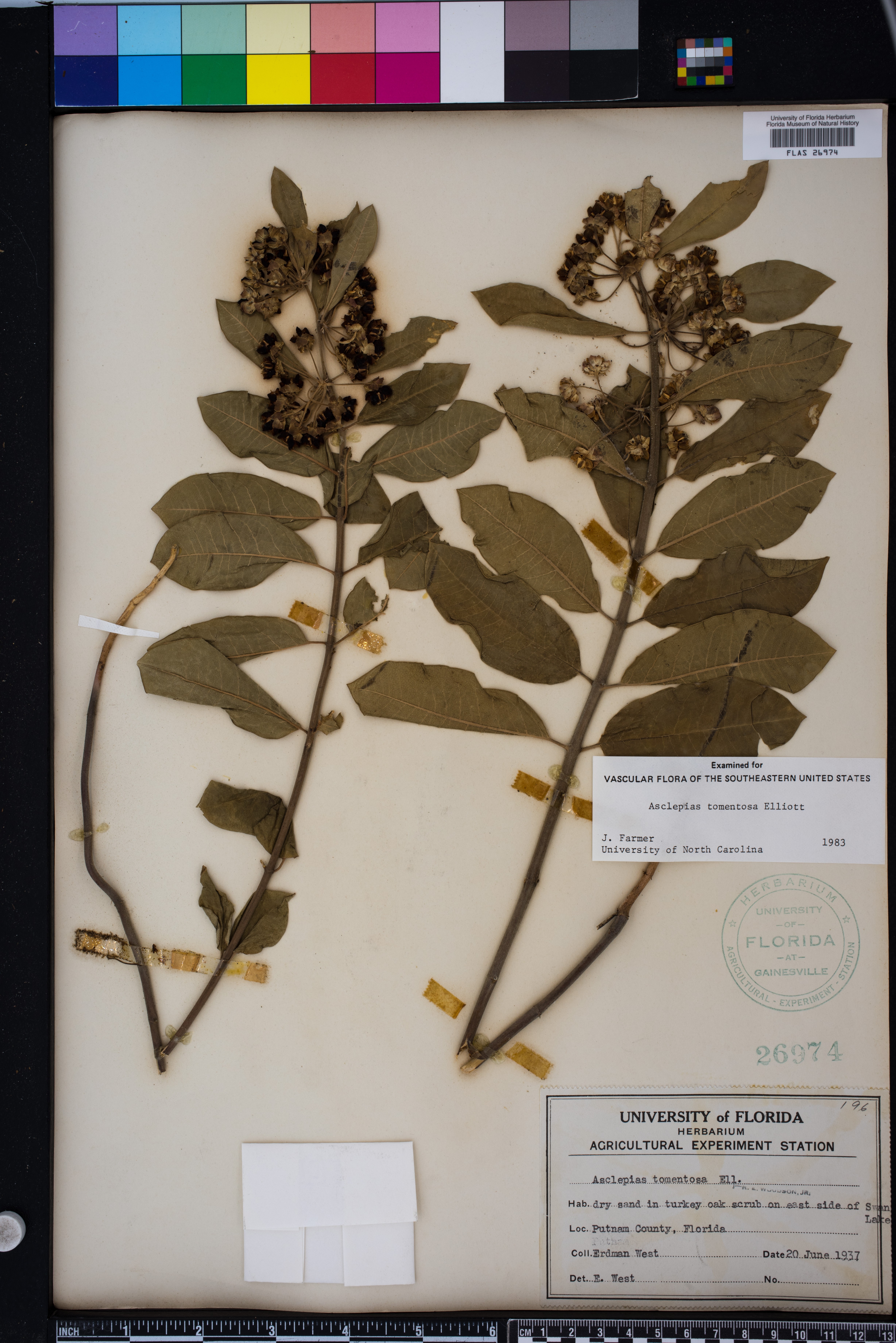 Asclepias tomentosa image