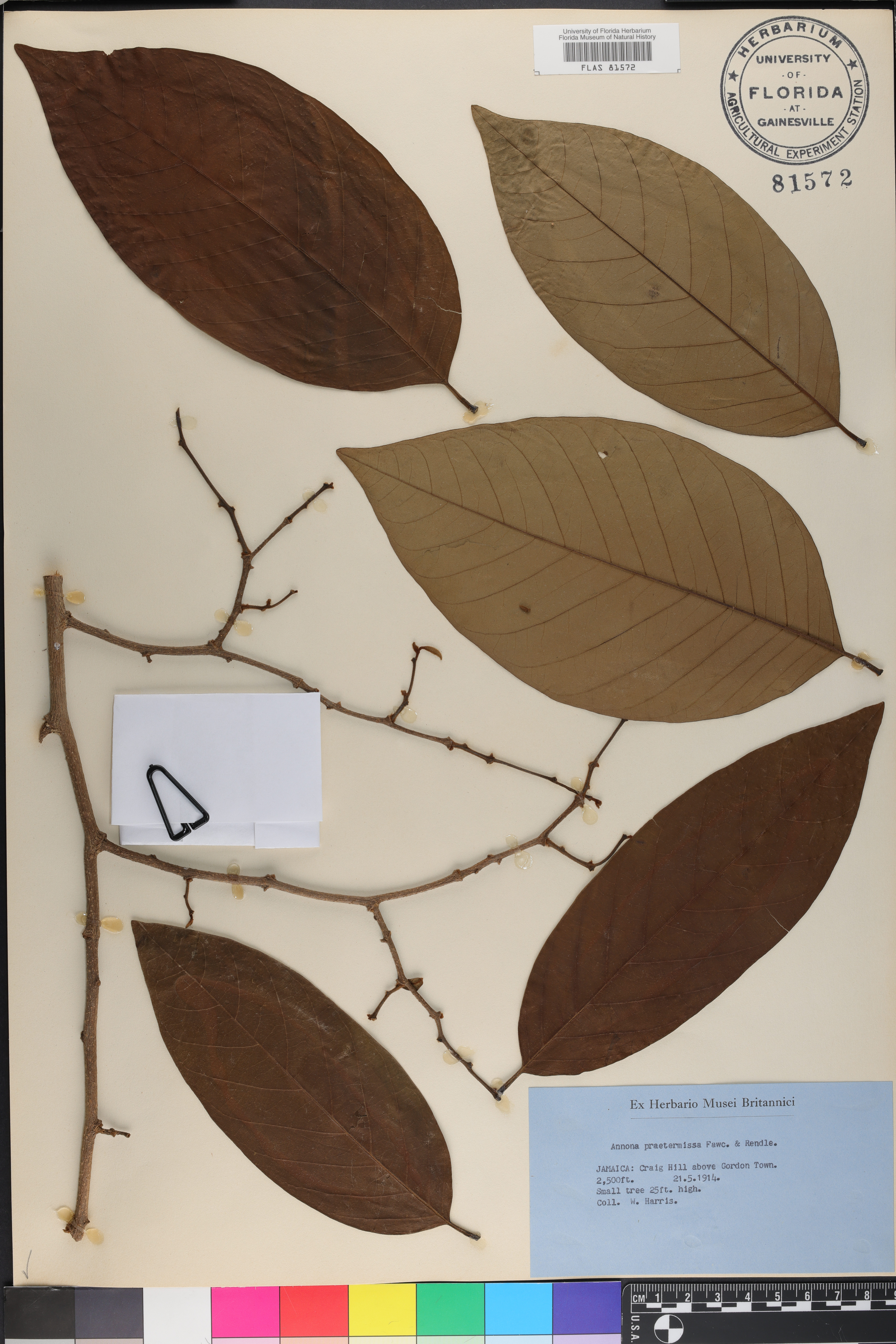 Annona praetermissa image