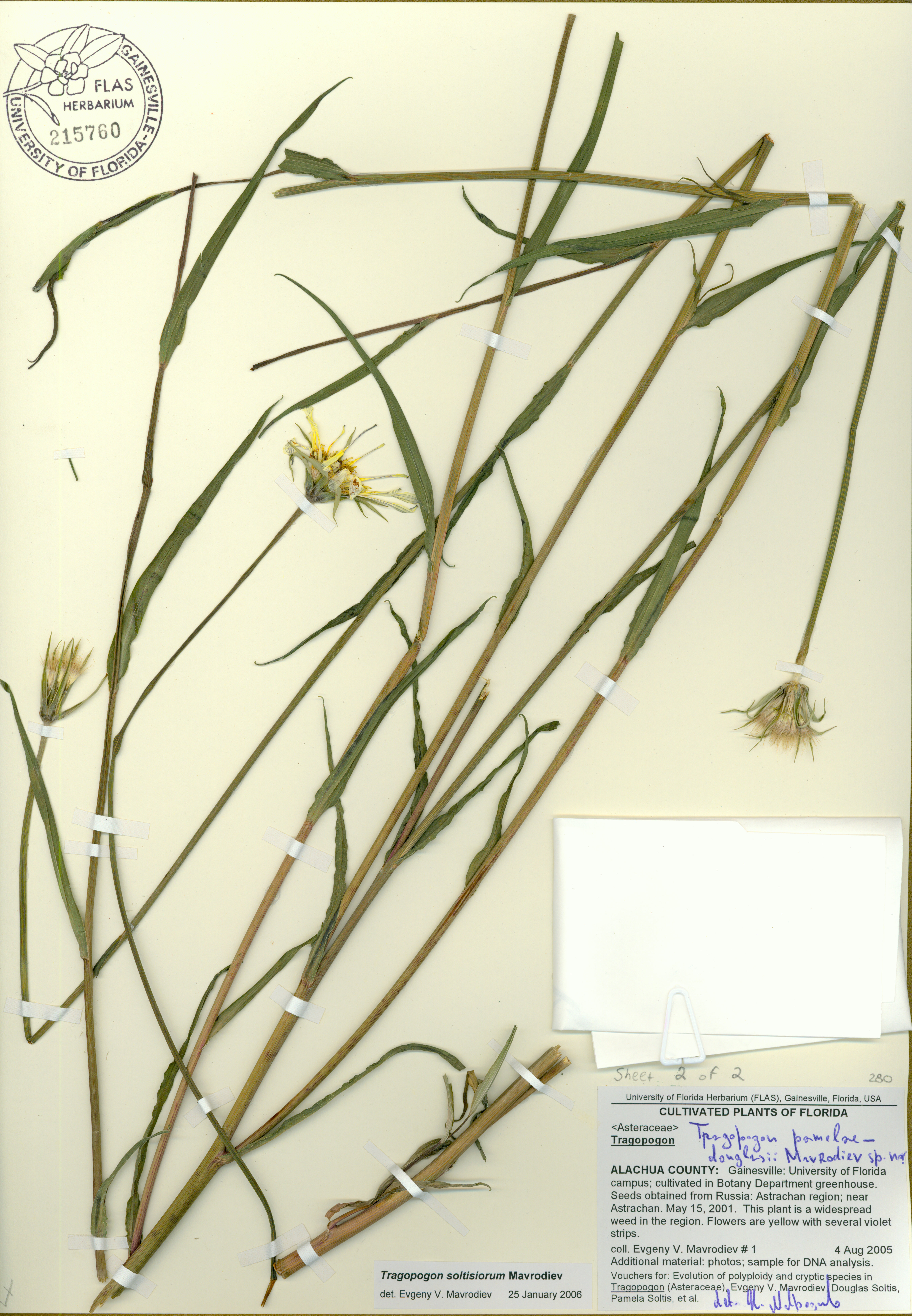 Tragopogon soltisiorum image