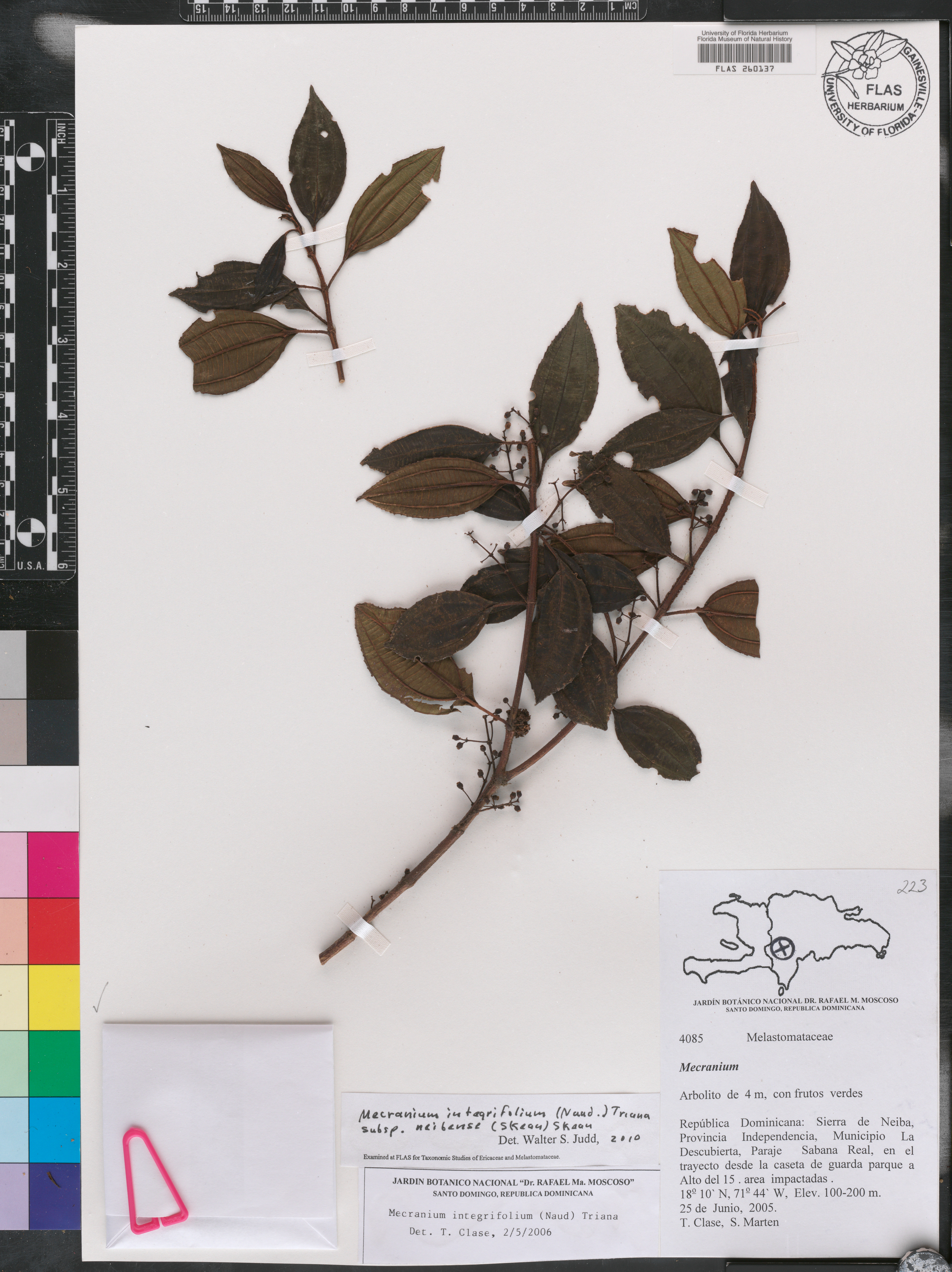 Mecranium integrifolium image