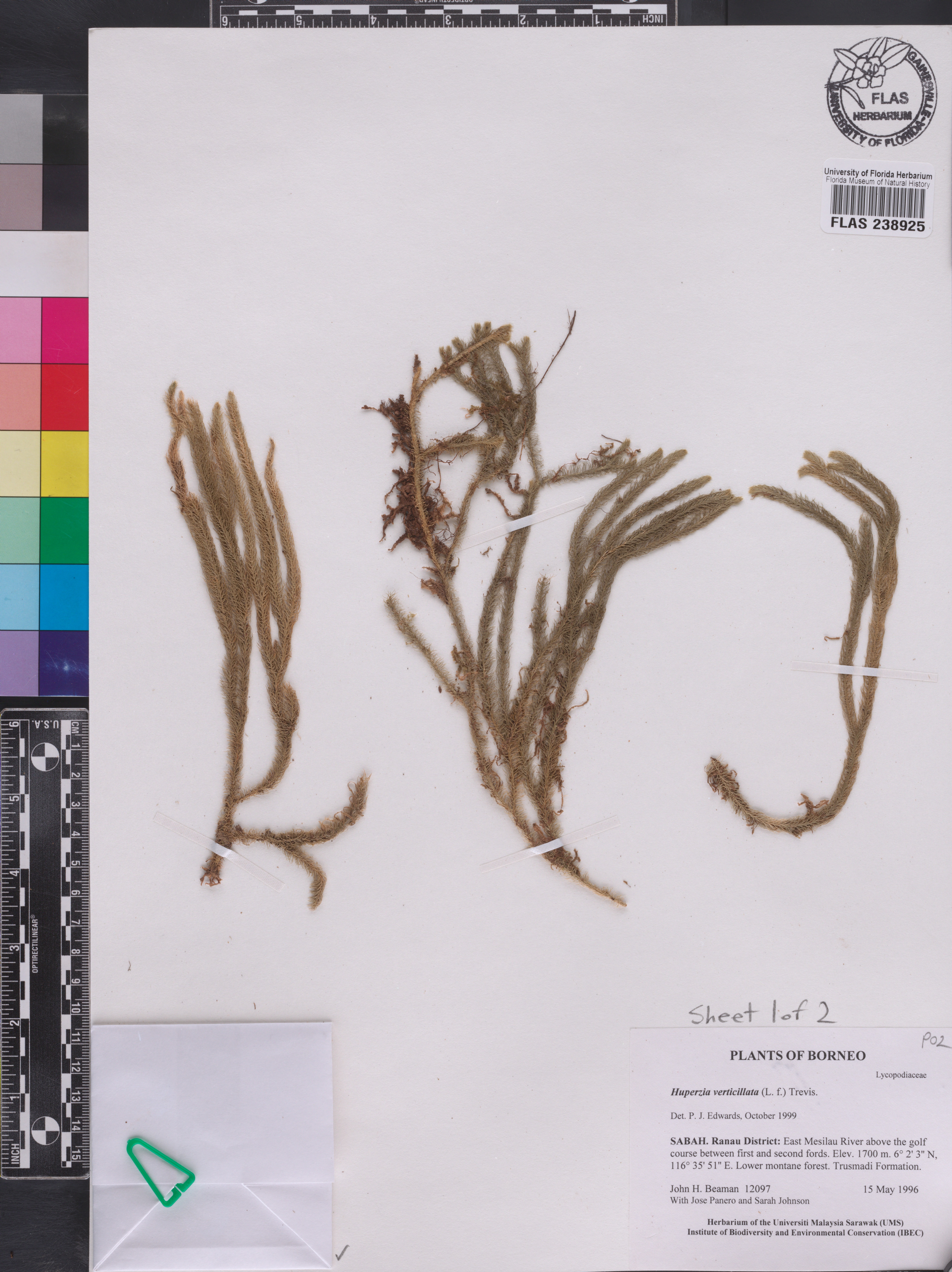 Huperzia acerosa image