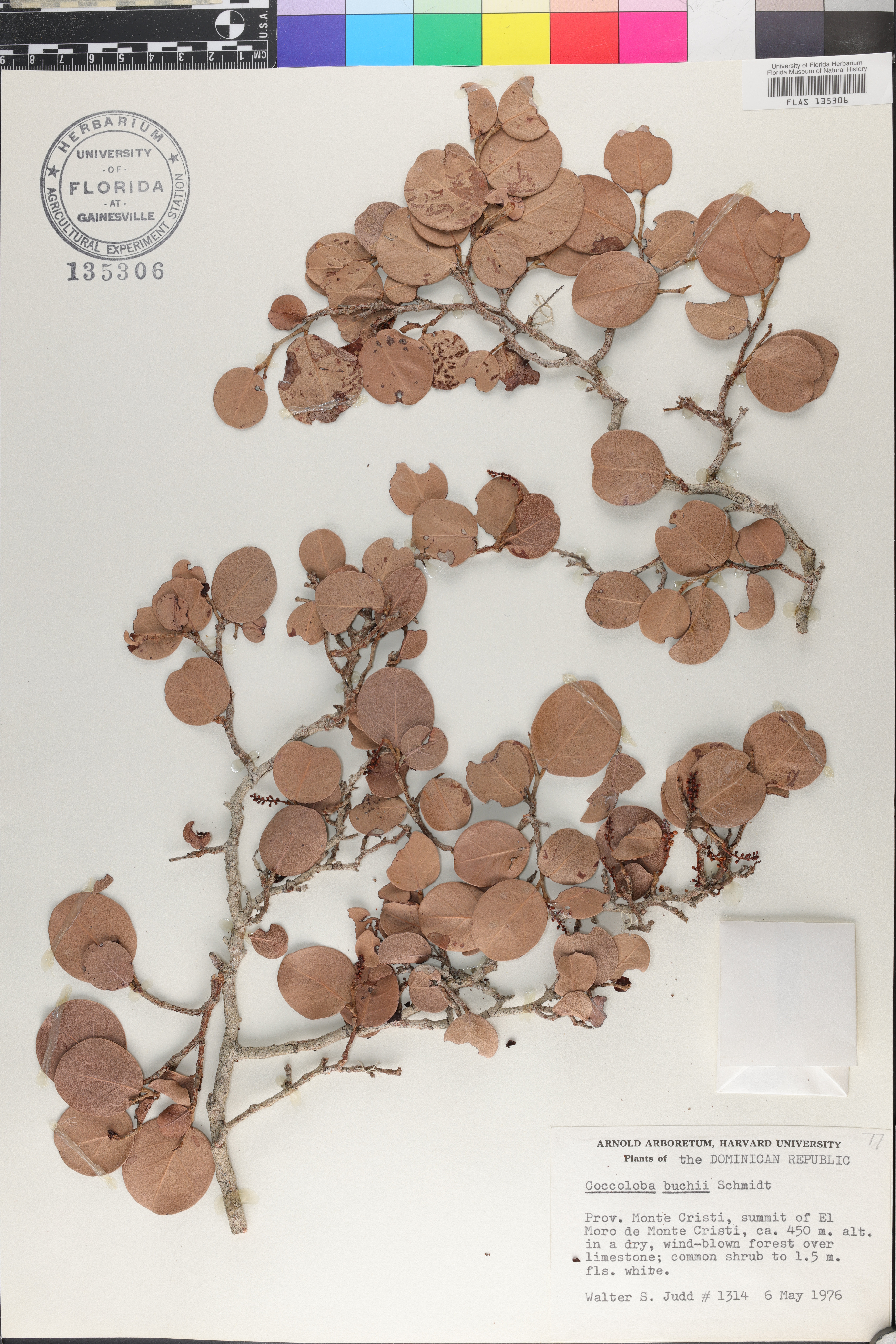 Coccoloba buchii image