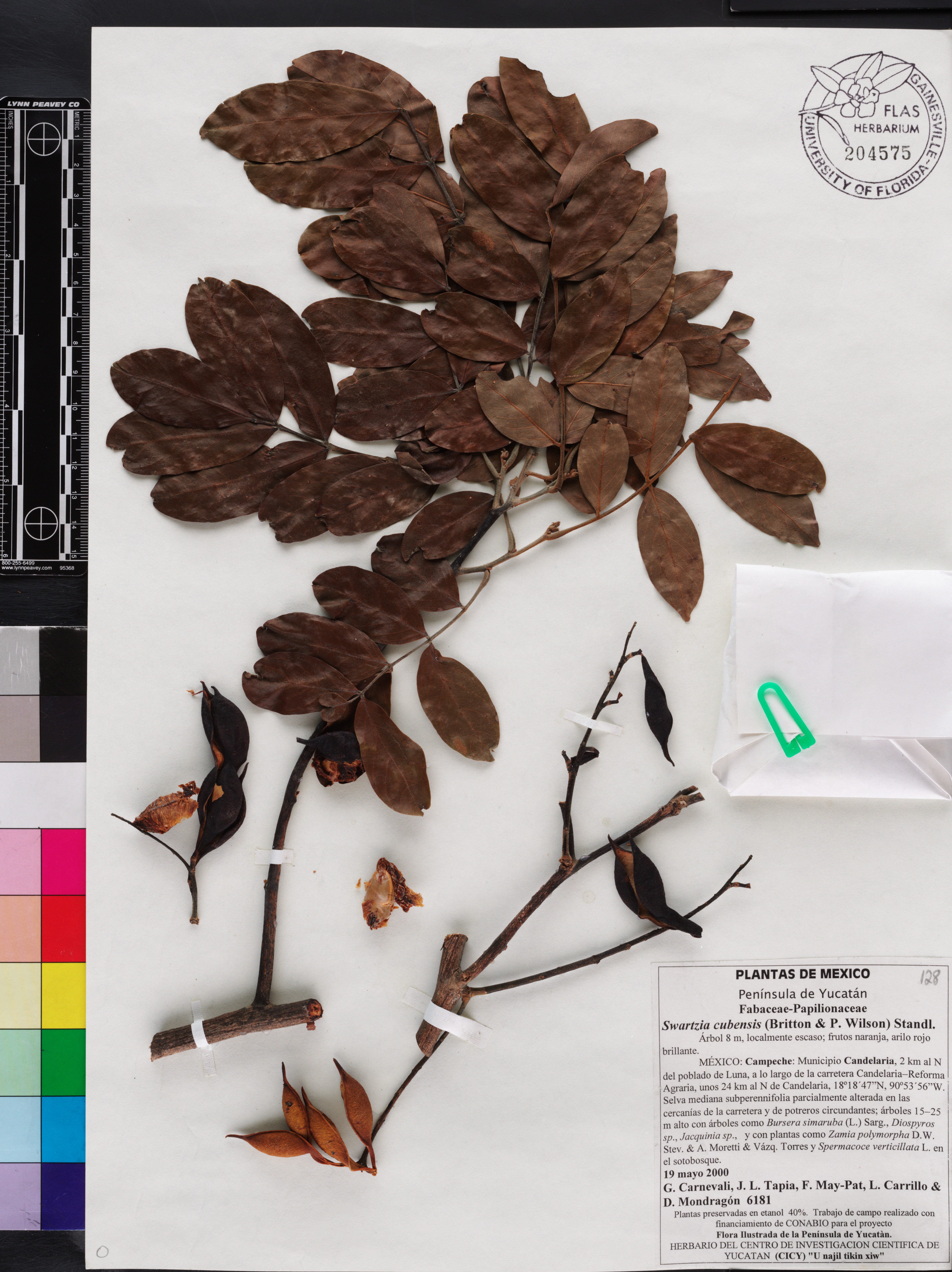 Swartzia cubensis image
