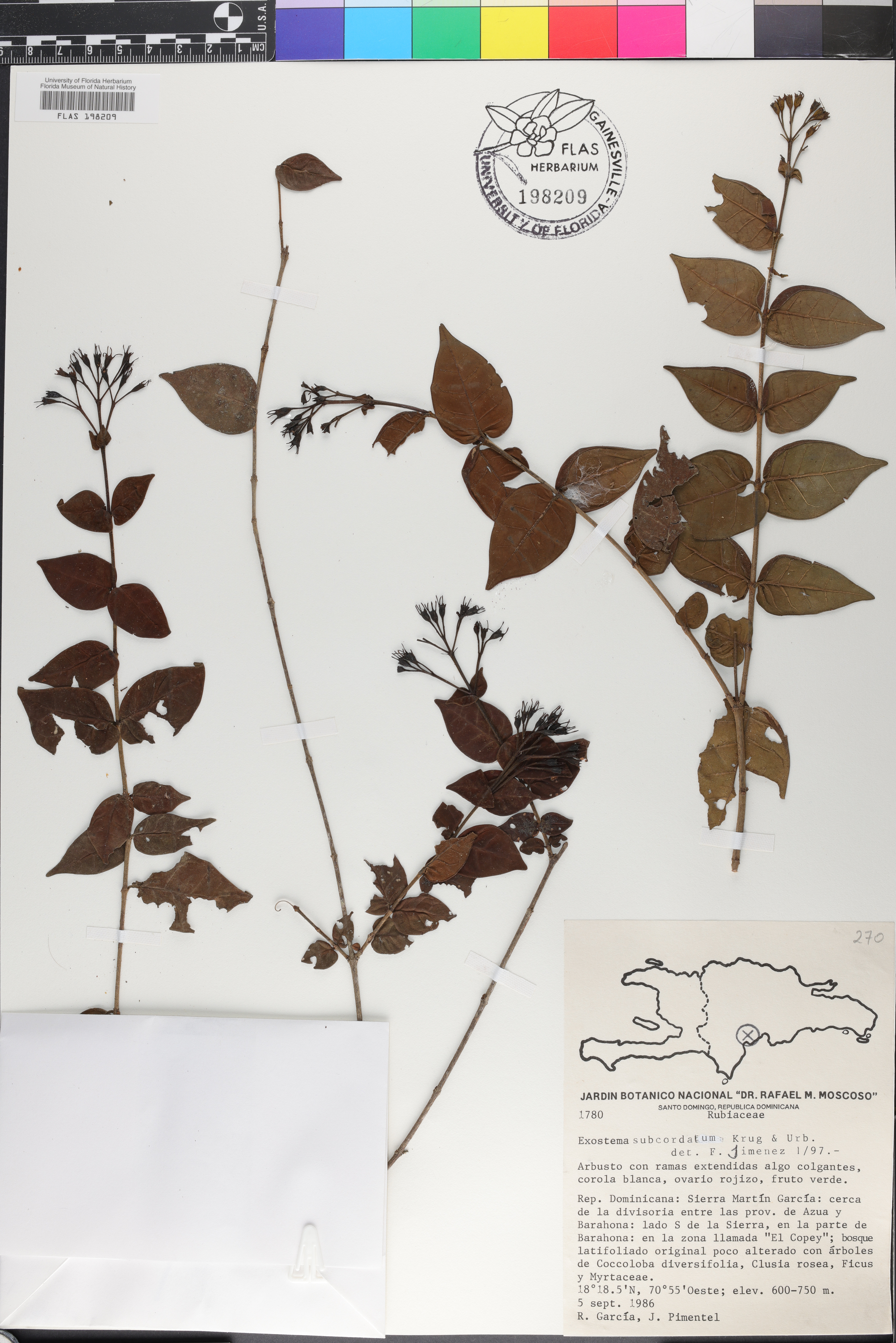 Exostema lineatum image
