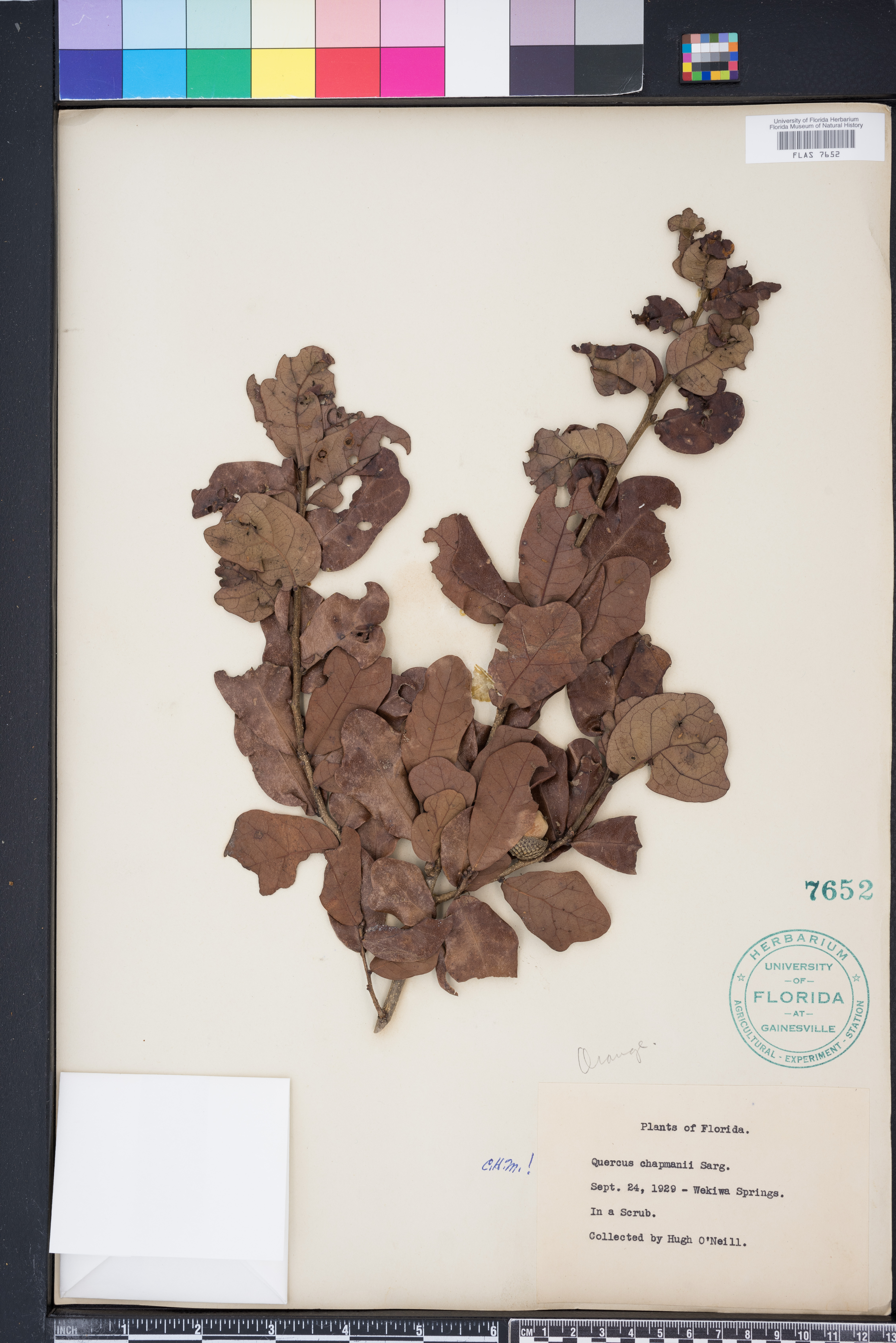 Quercus chapmanii image