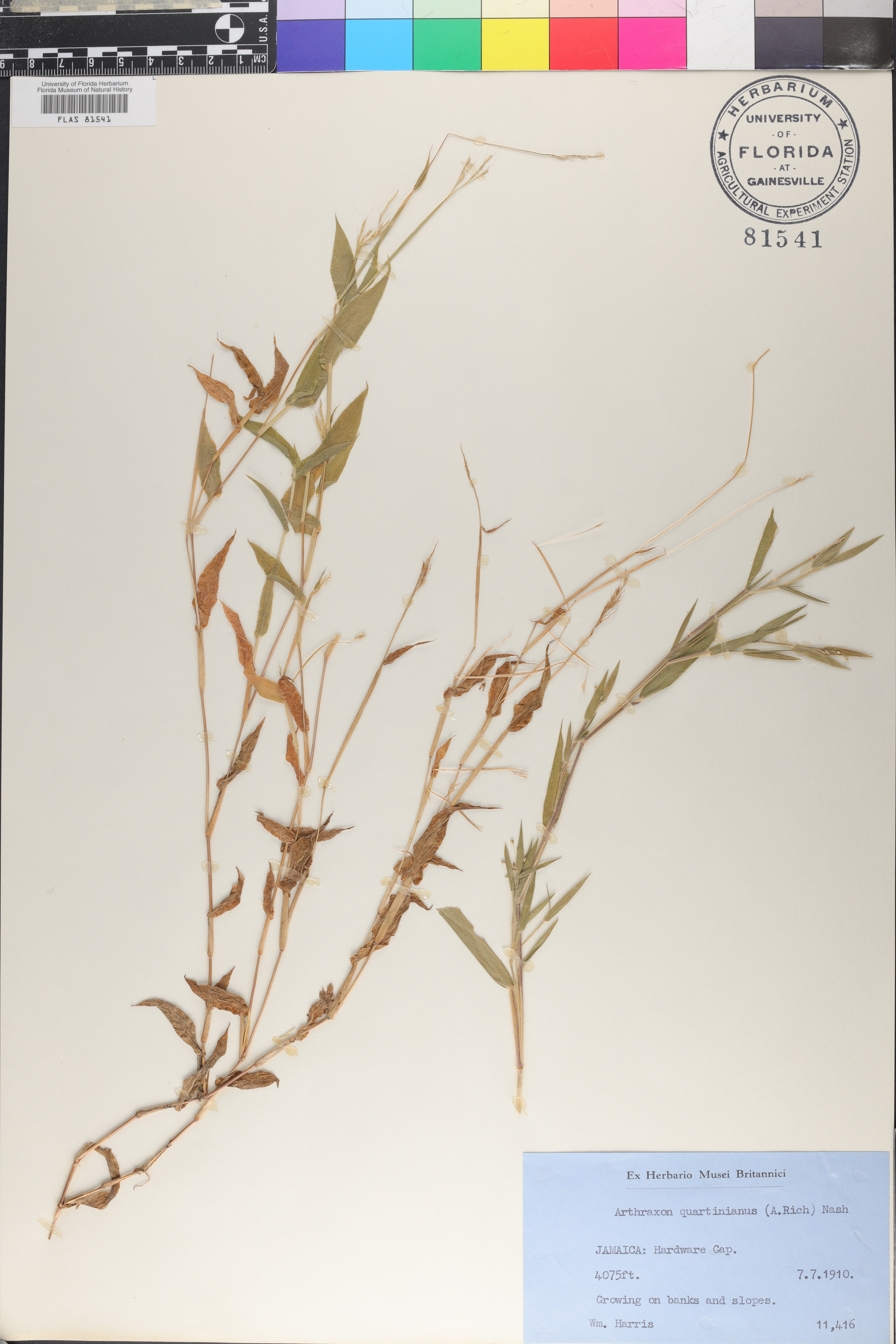 Arthraxon quartinianus image