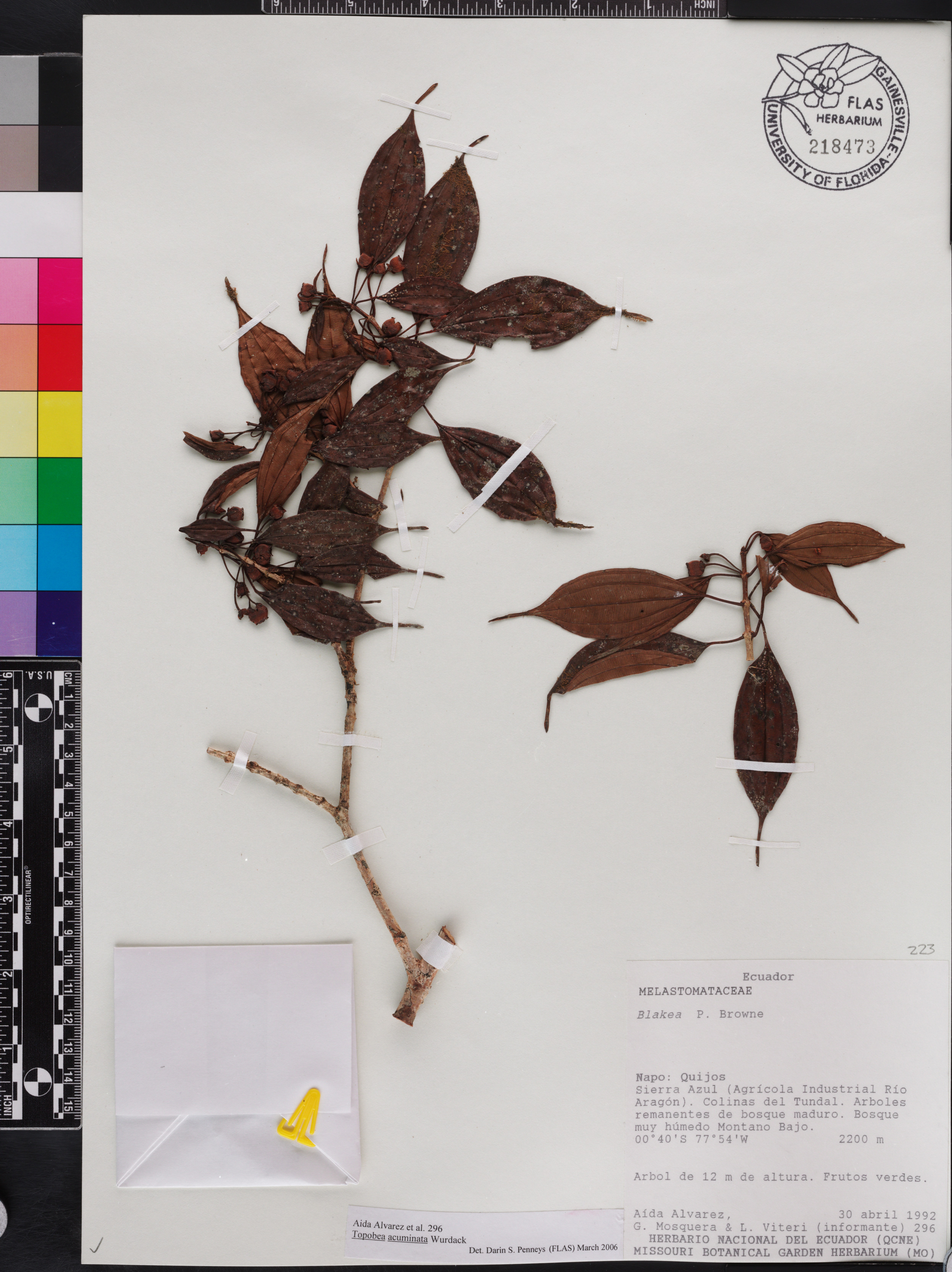 Blakea acuminata image