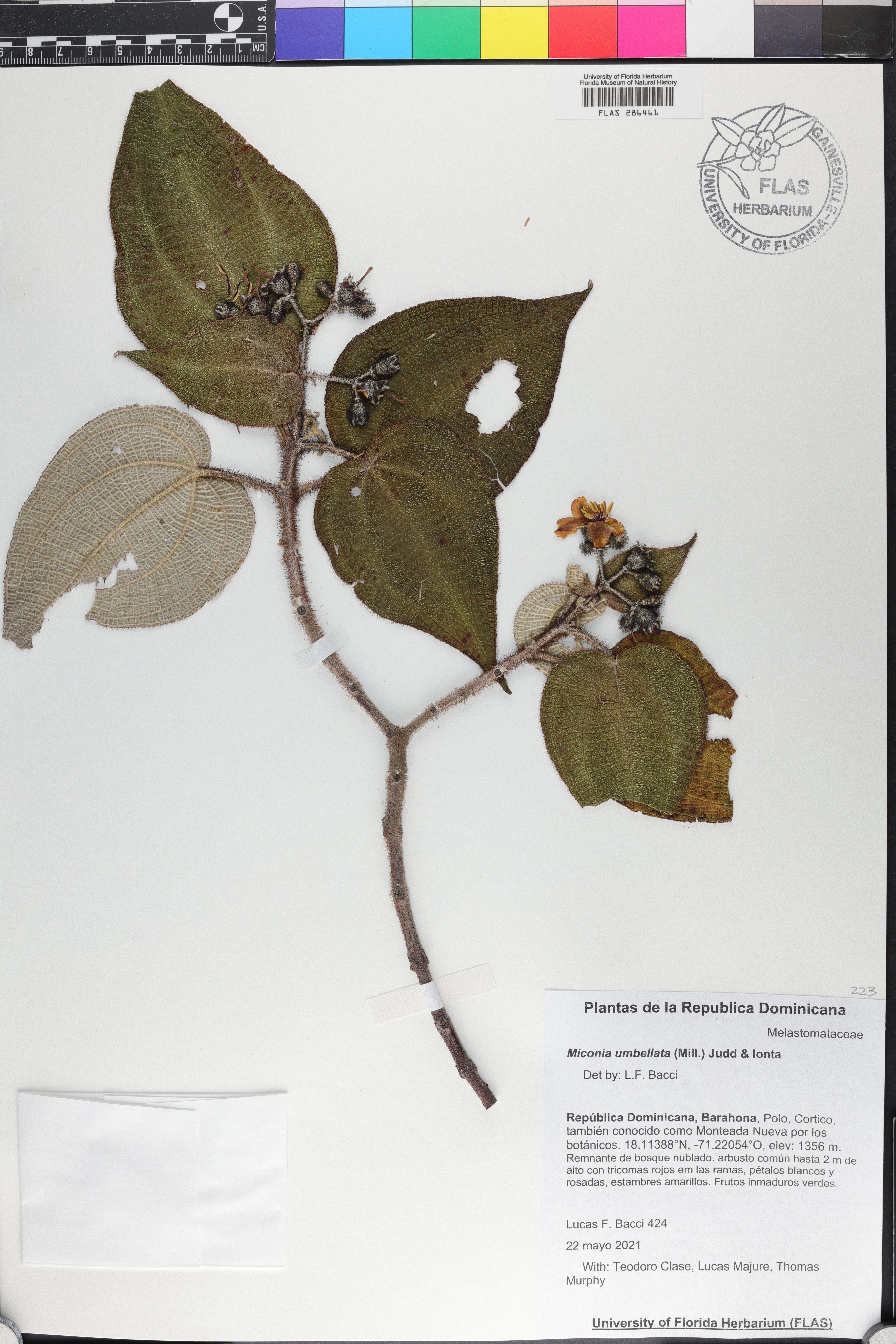 Miconia umbellata image