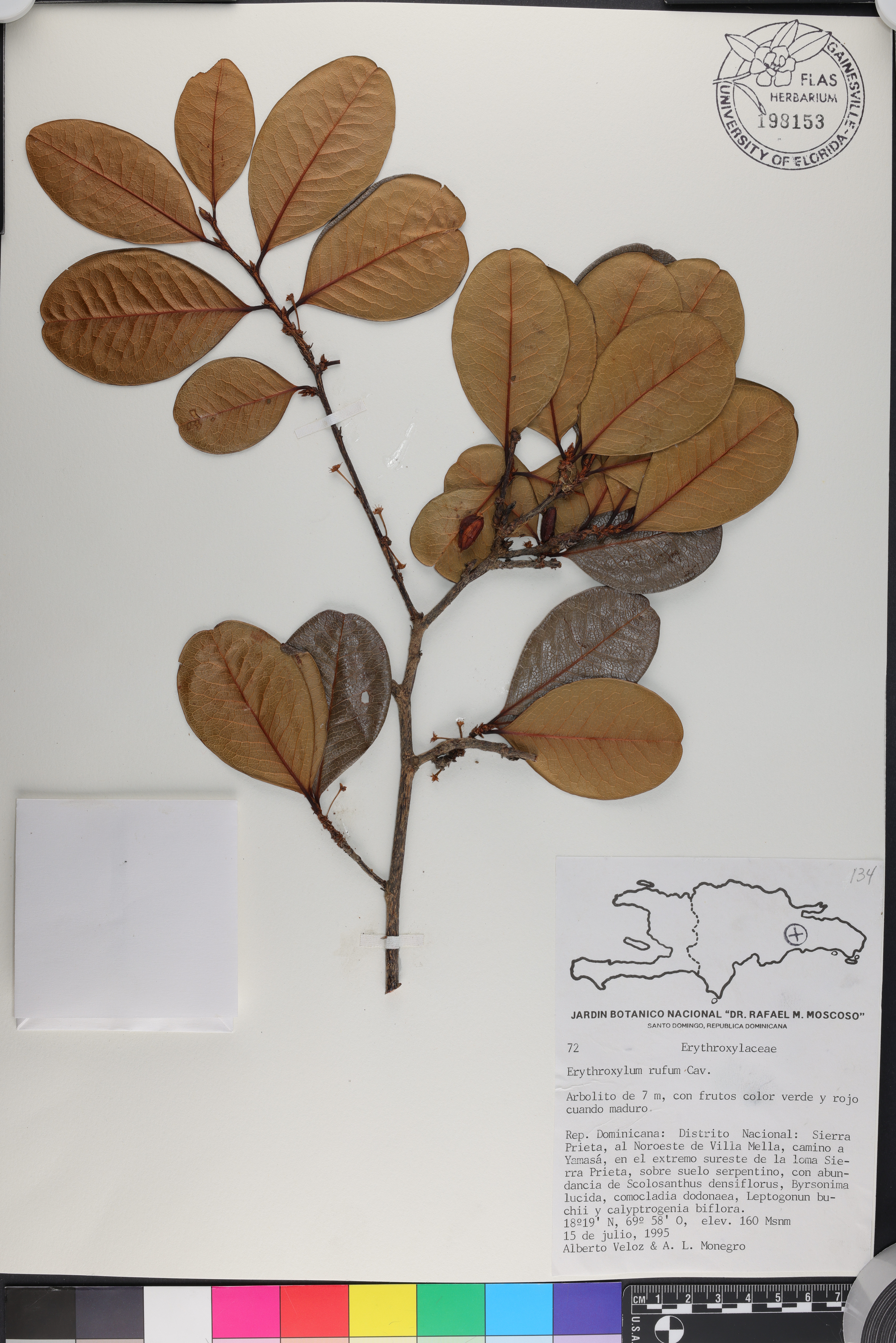 Erythroxylum rufum image