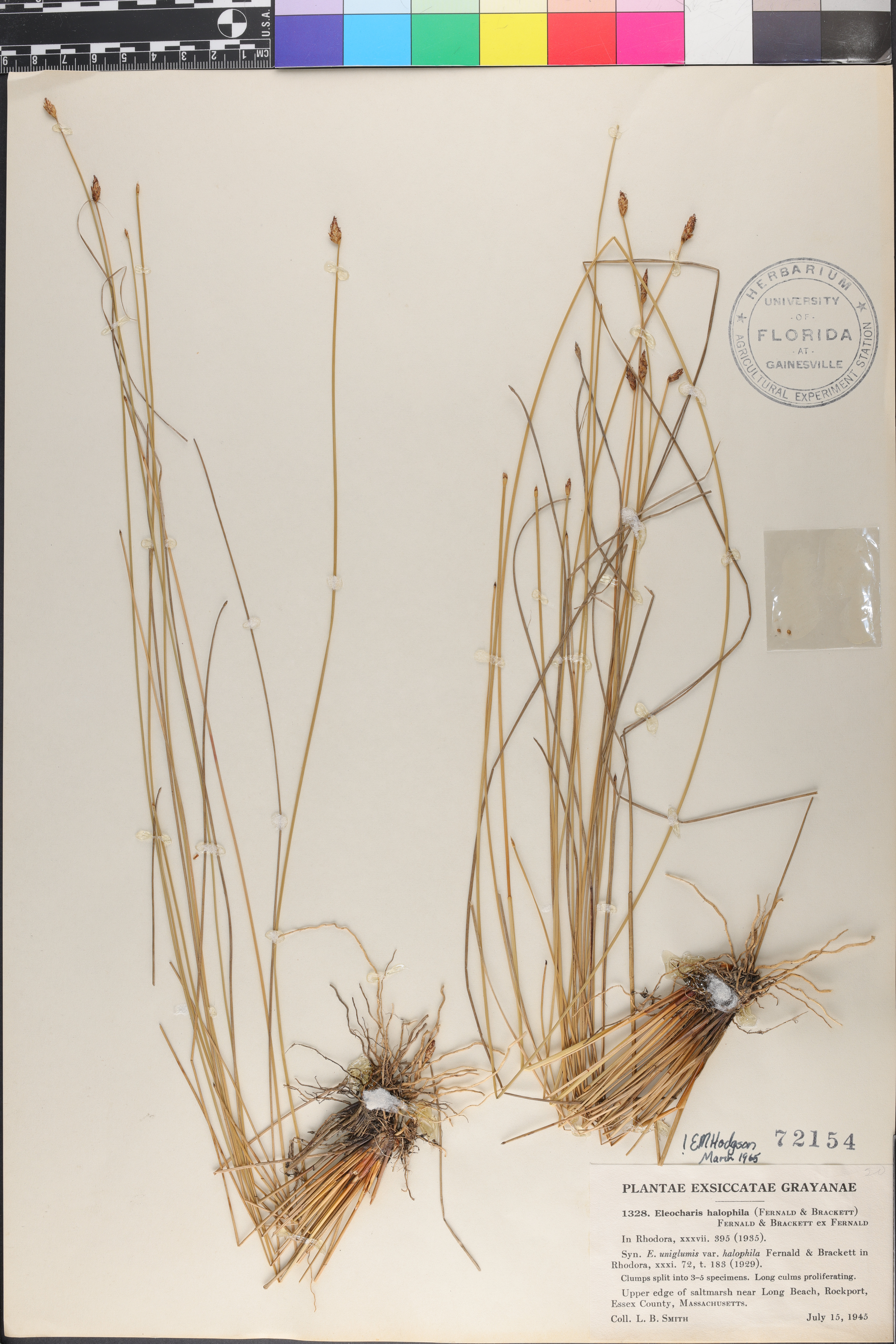 Eleocharis halophila image