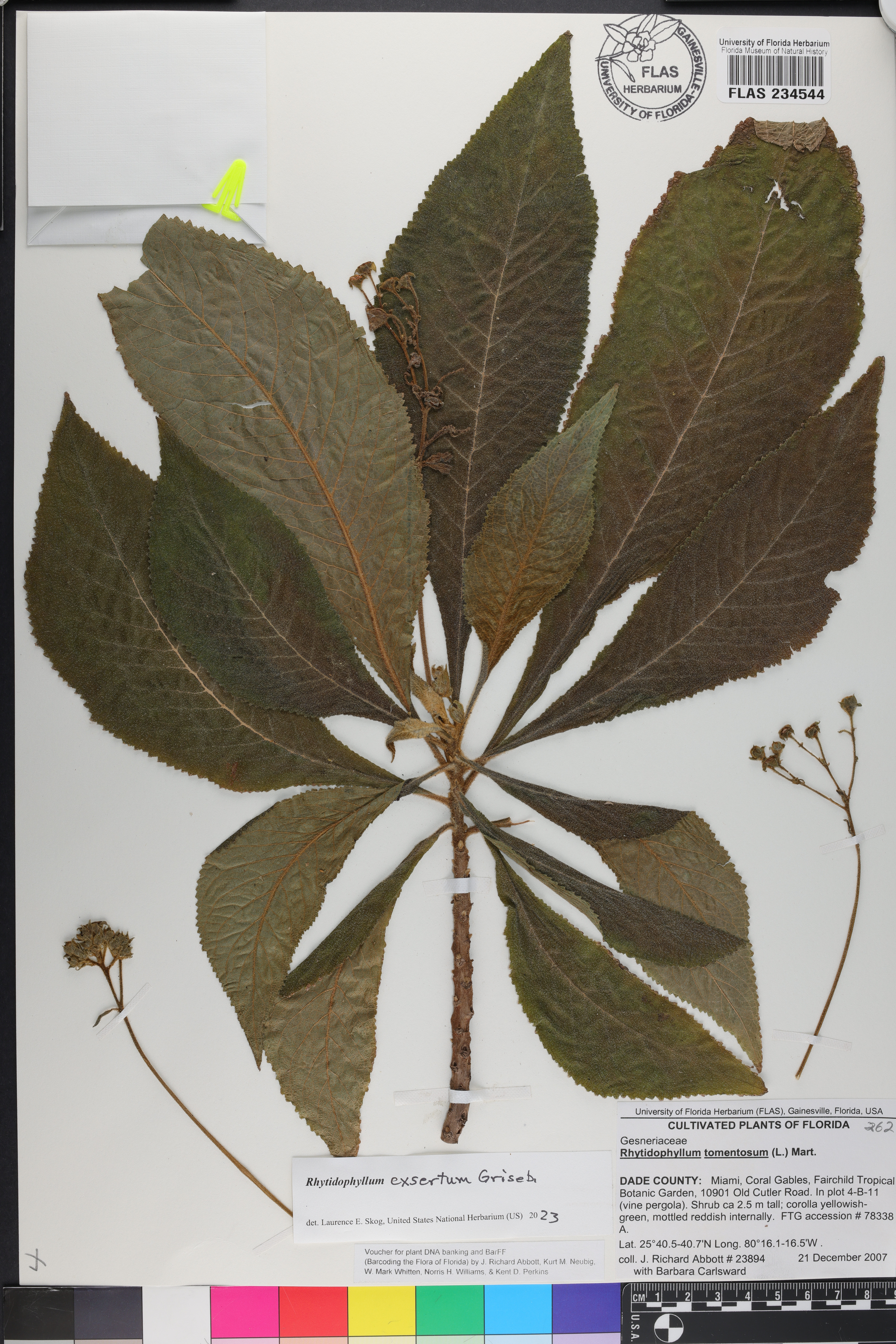 Rhytidophyllum exsertum image