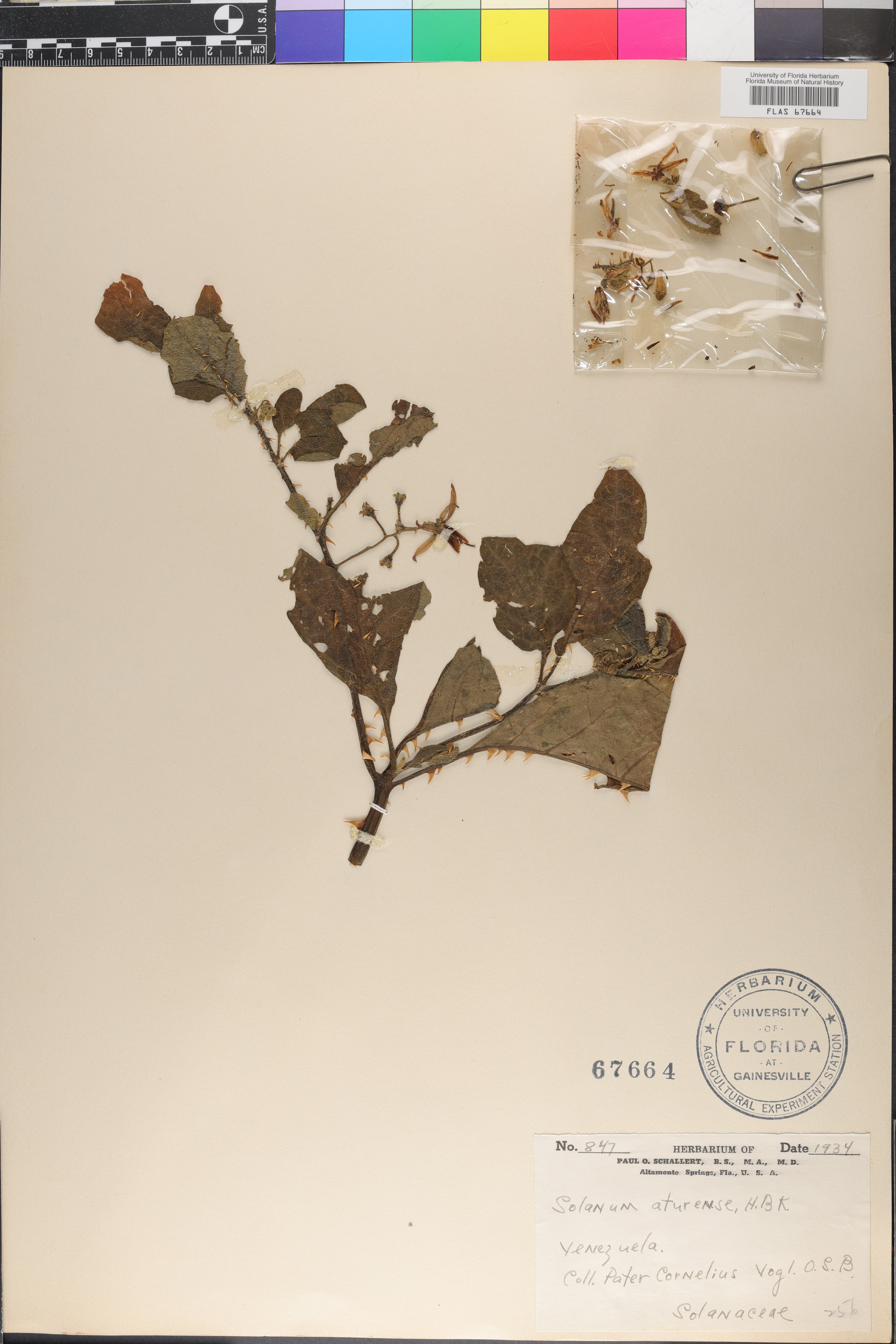 Solanum aturense image