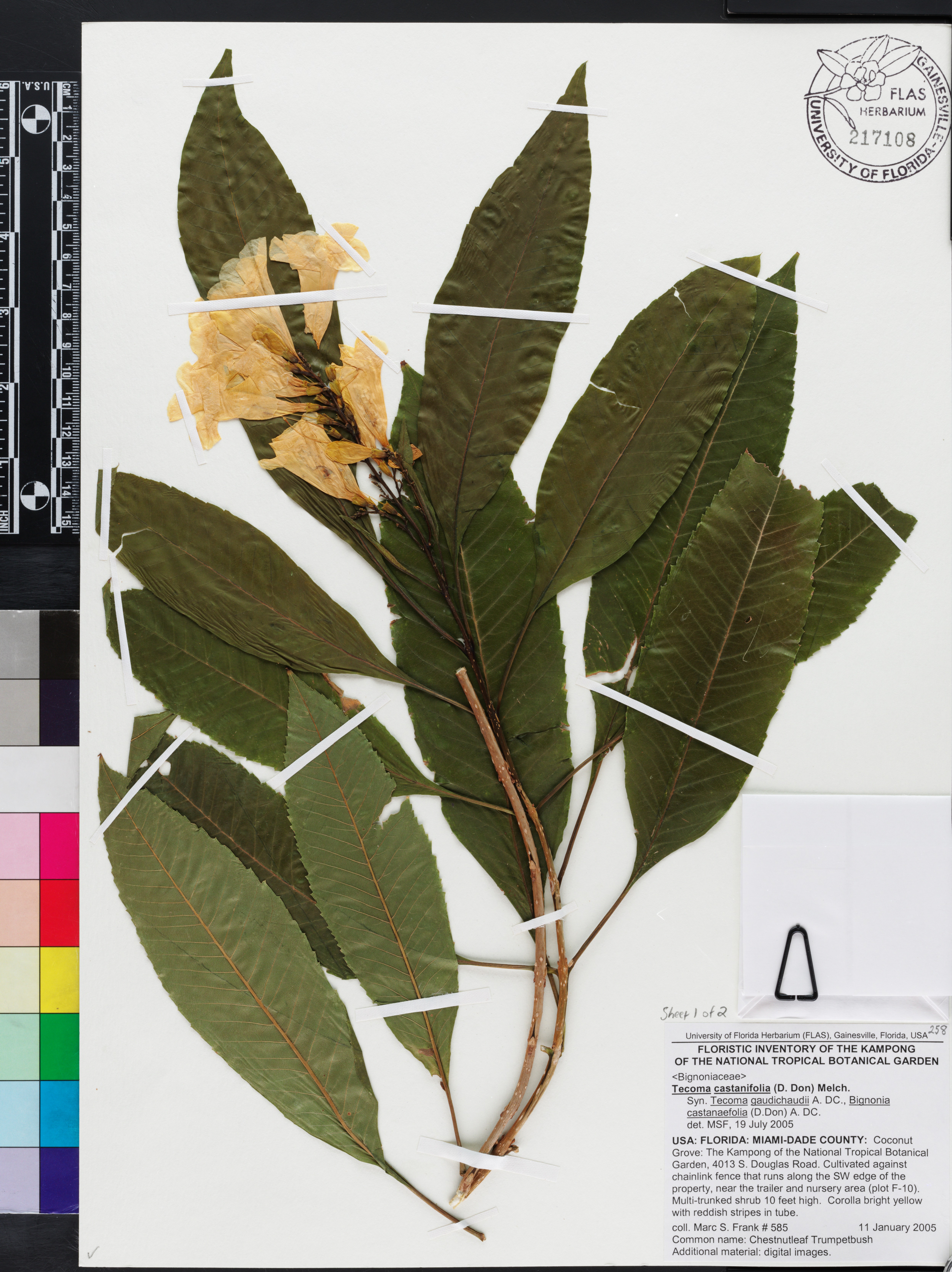 Tecoma castanifolia image