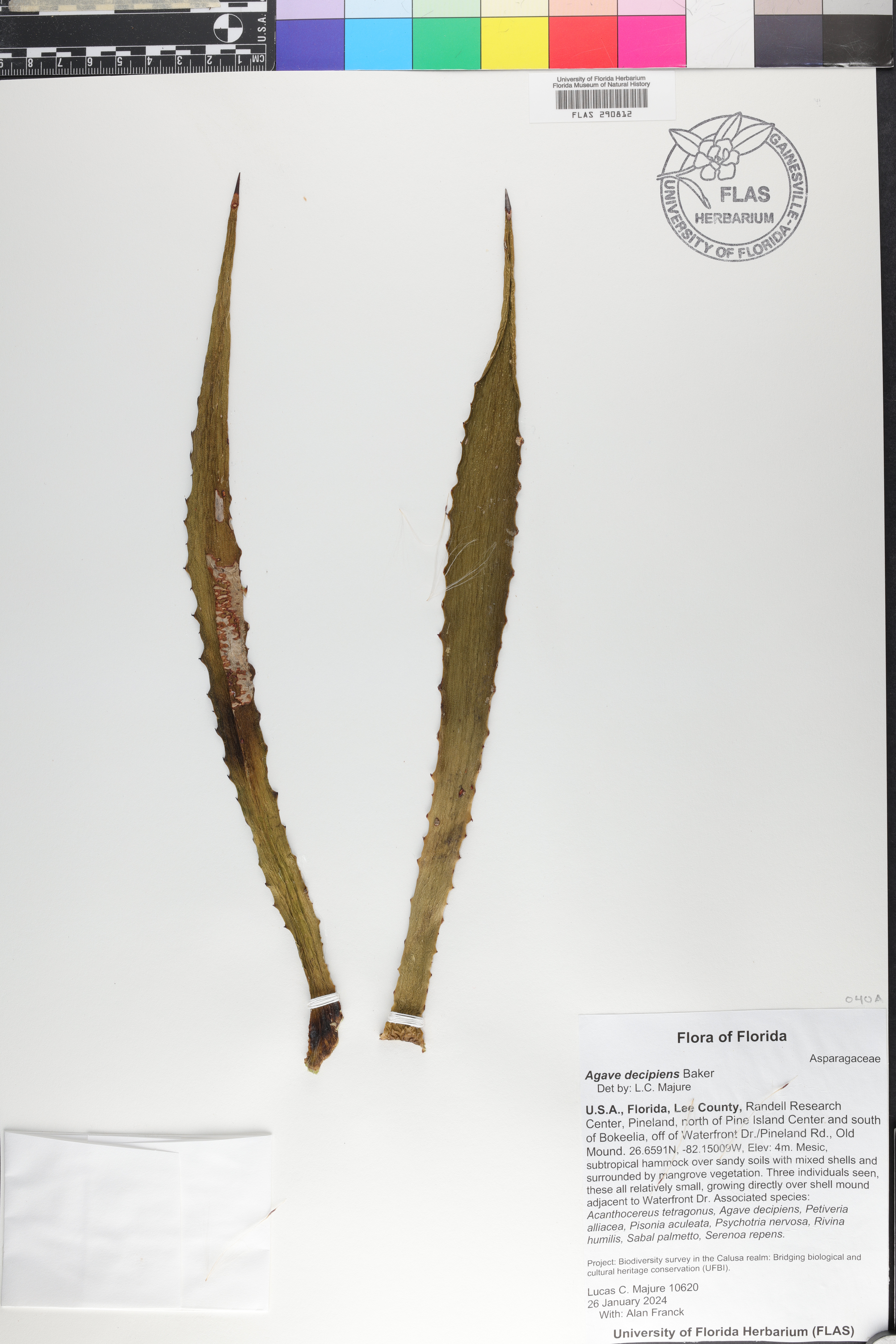 Agave decipiens image