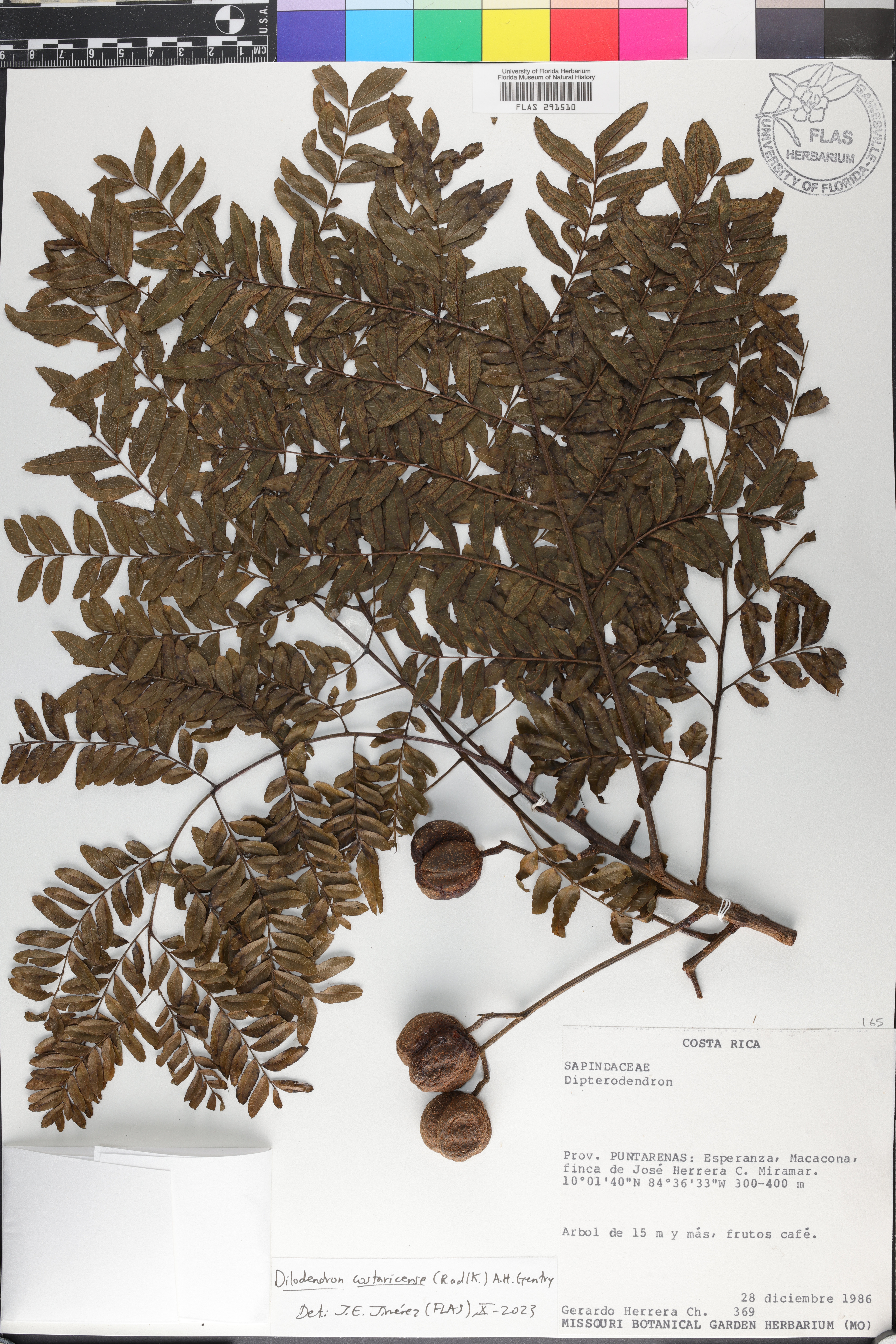 Dilodendron costaricense image
