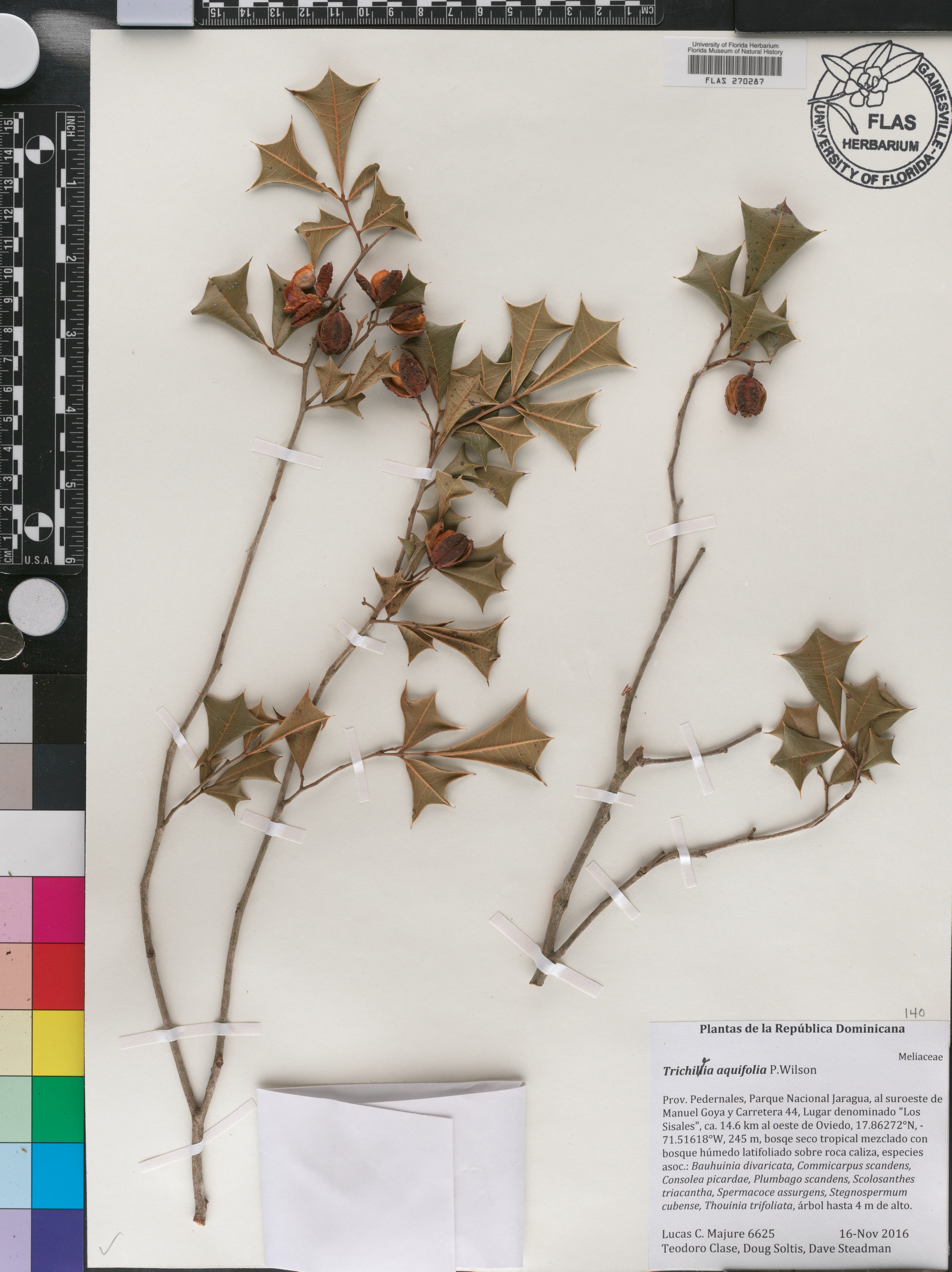 Trichilia aquifolia image