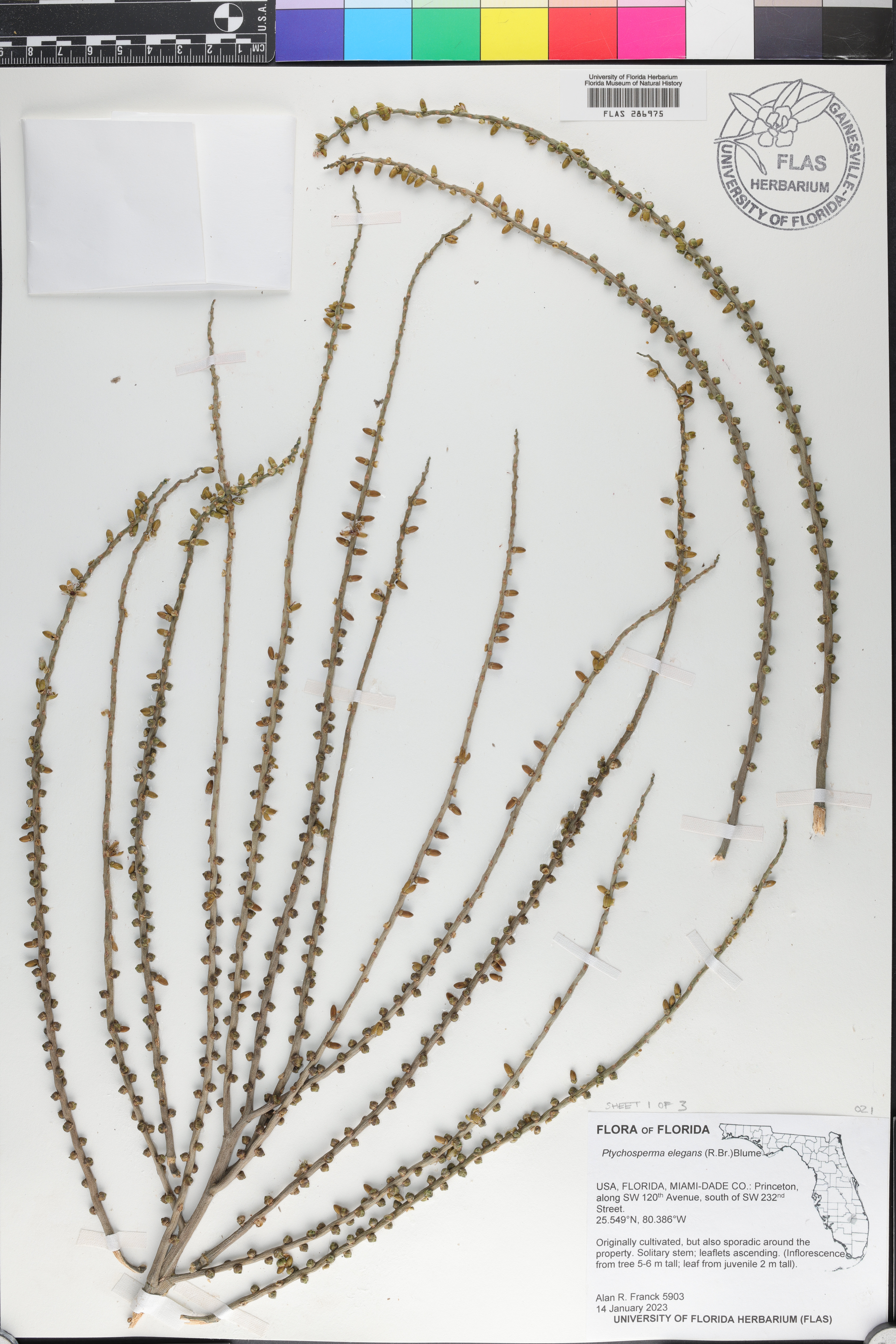 Ptychosperma elegans image