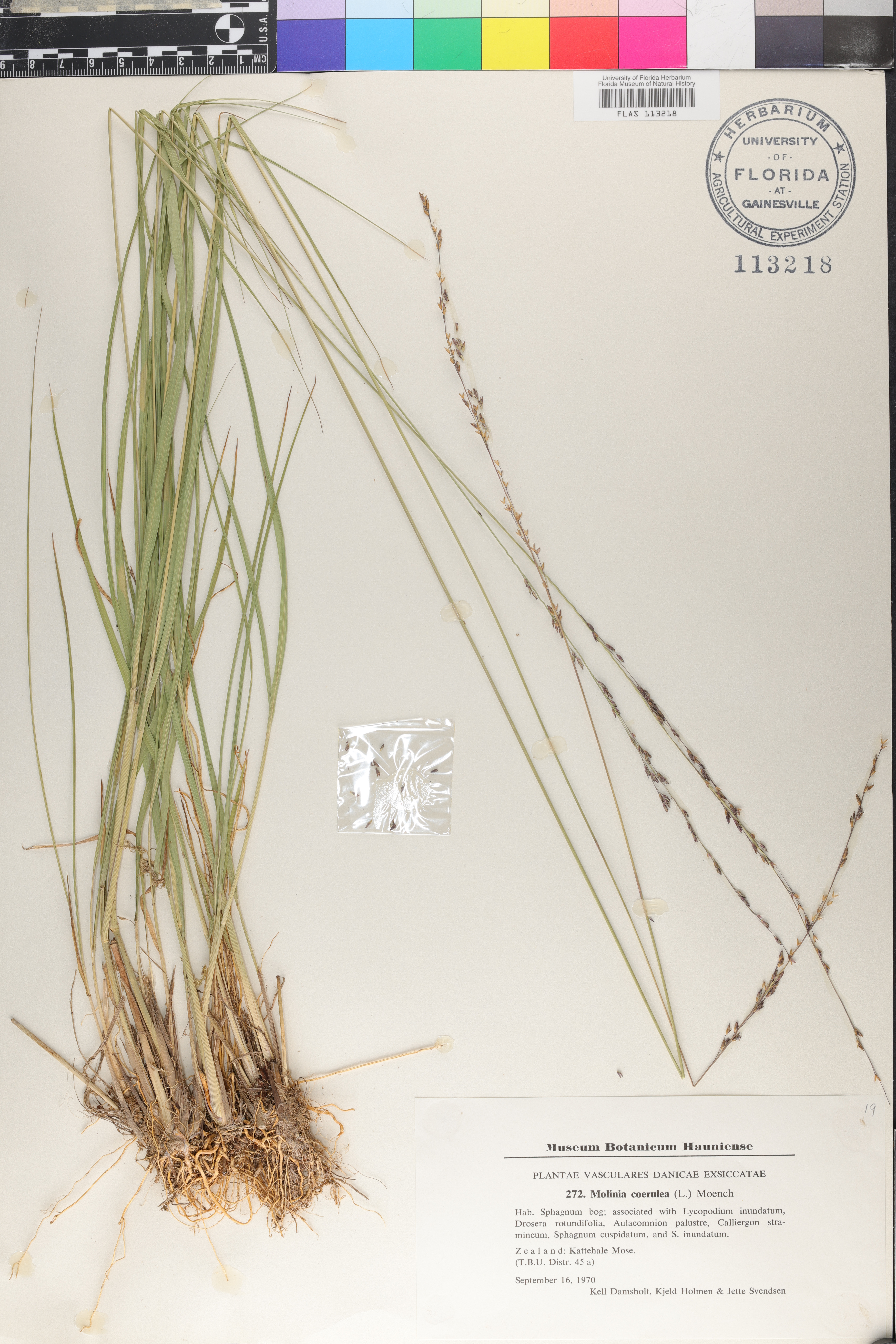 Molinia caerulea image