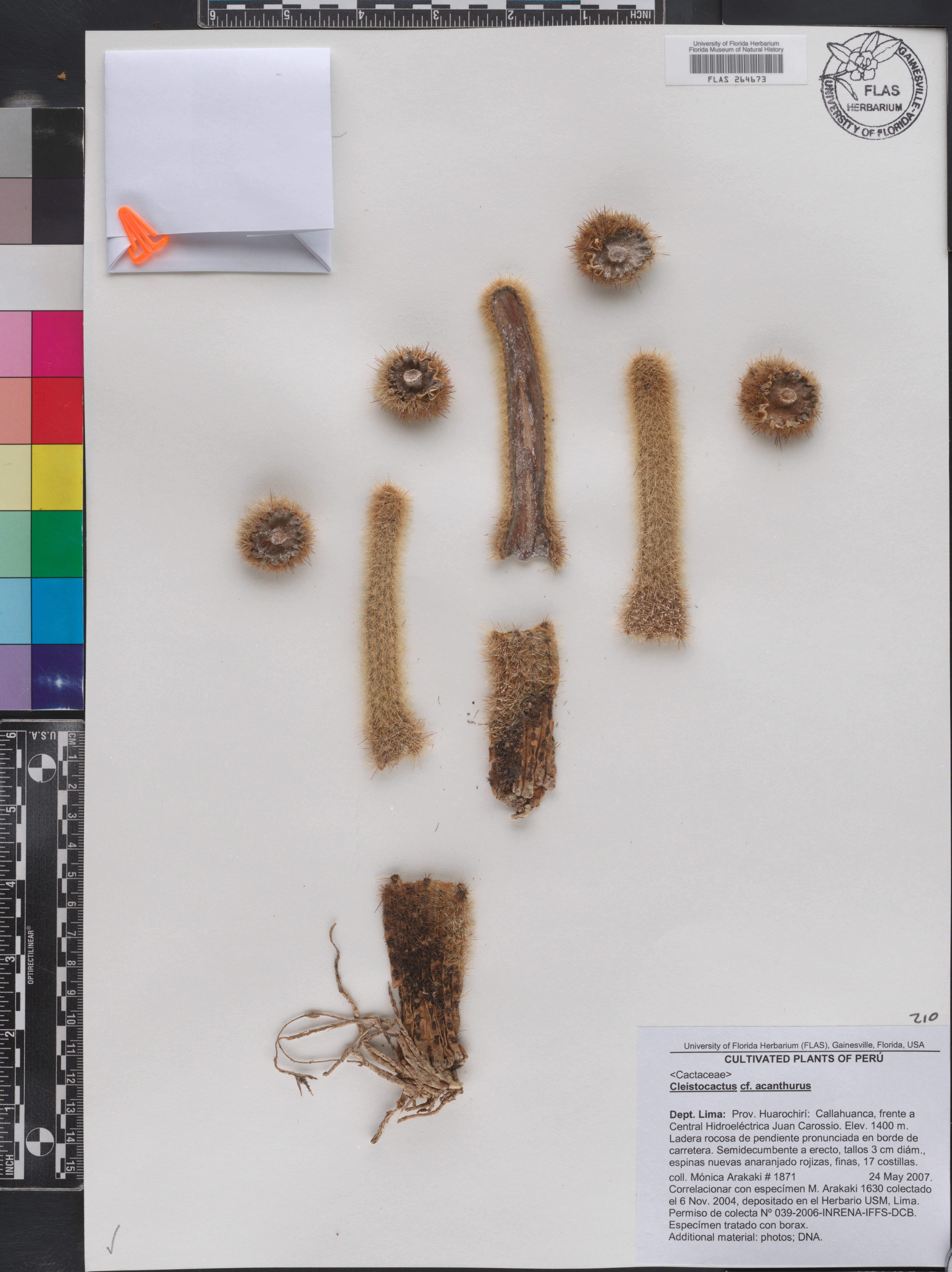 Cleistocactus acanthurus image