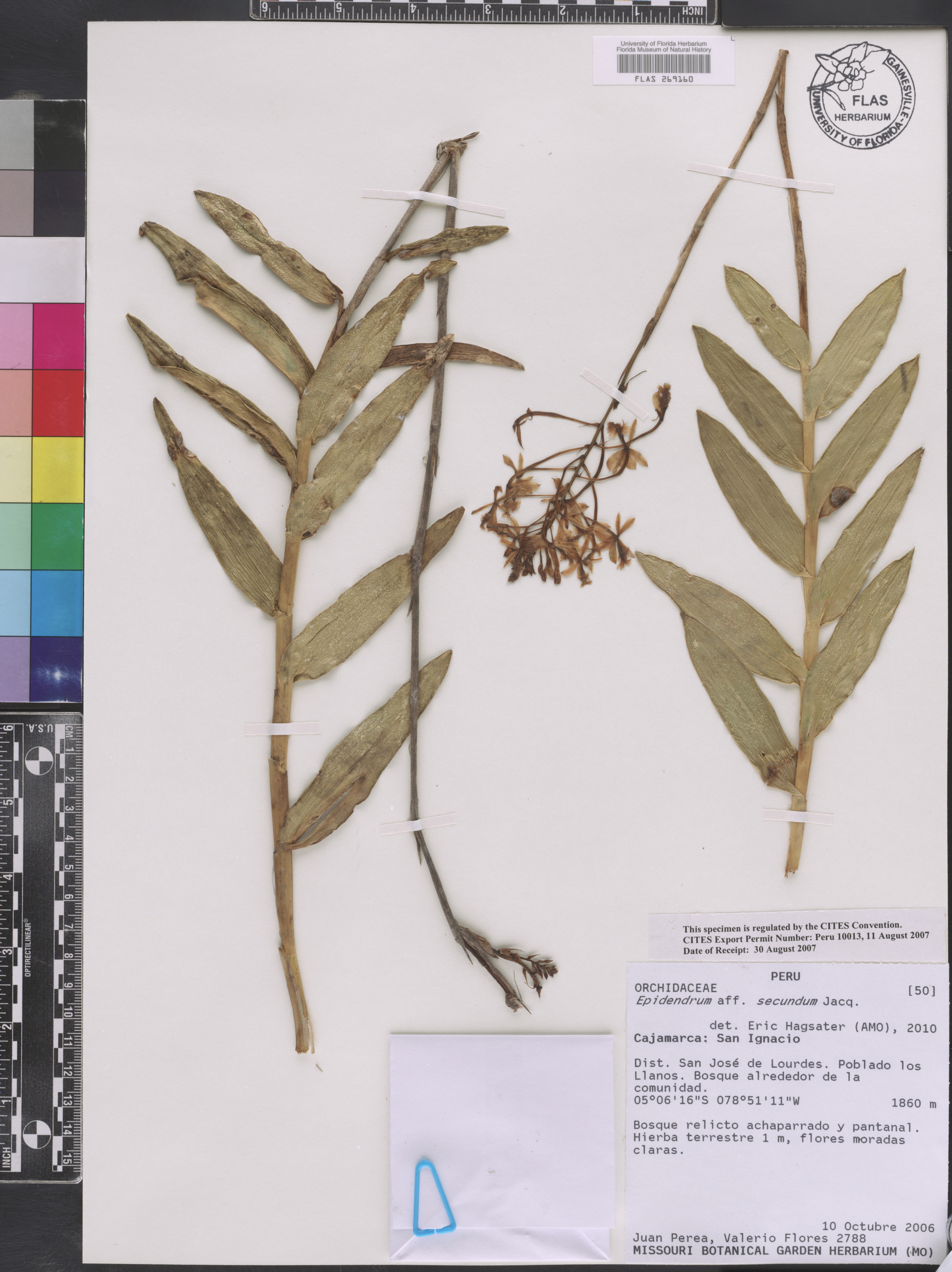 Epidendrum secundum image