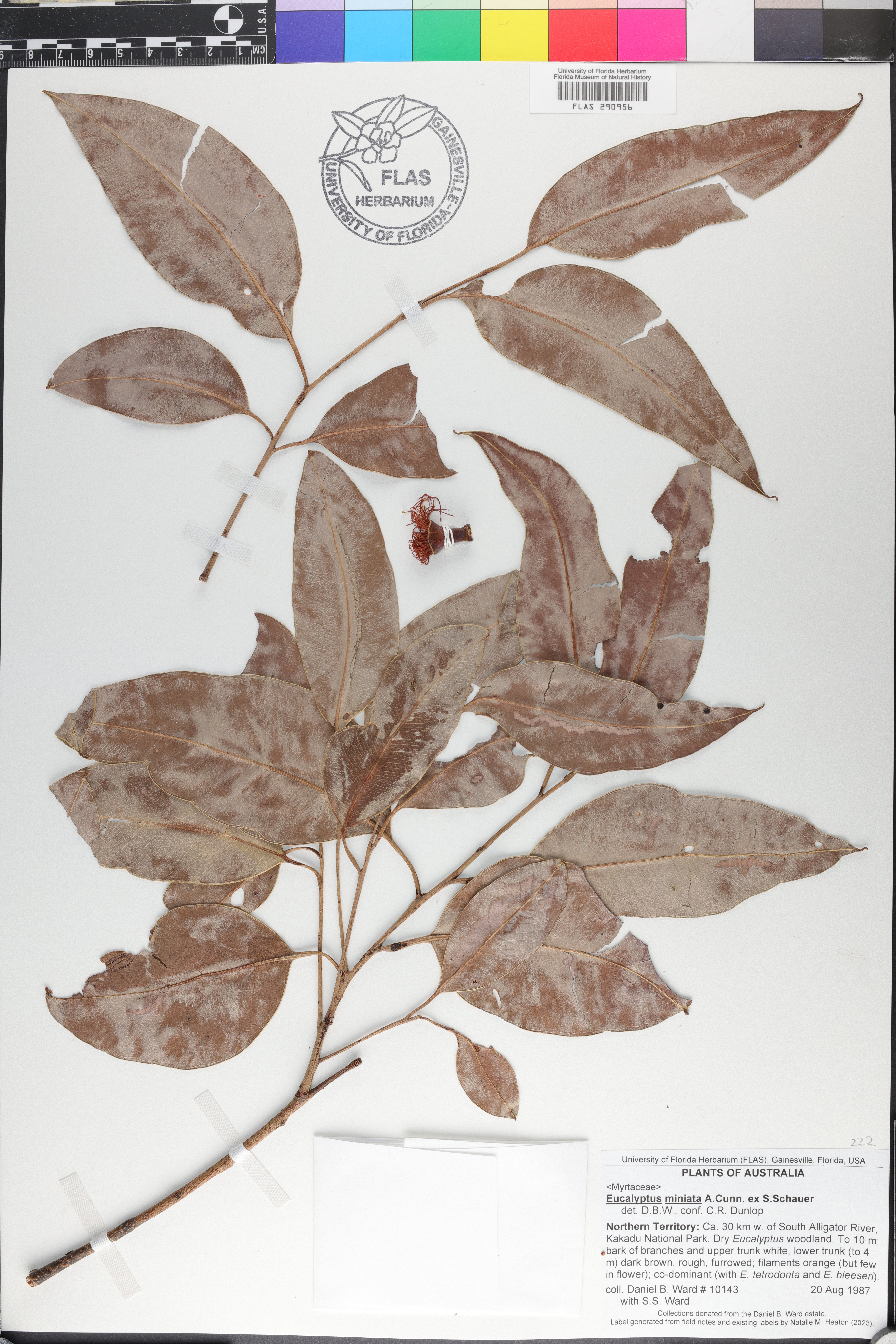 Eucalyptus miniata image