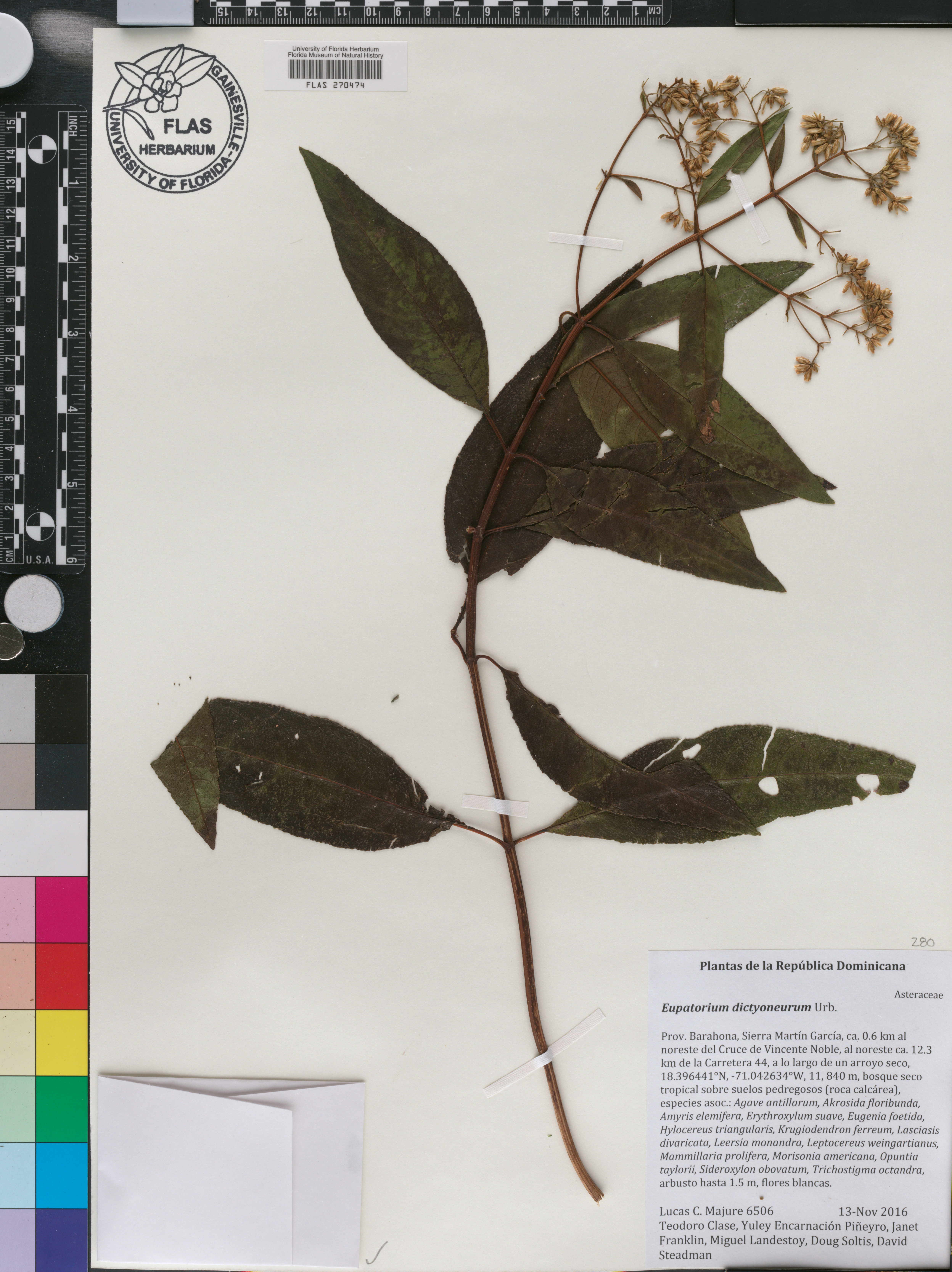 Ageratina dictyoneura image