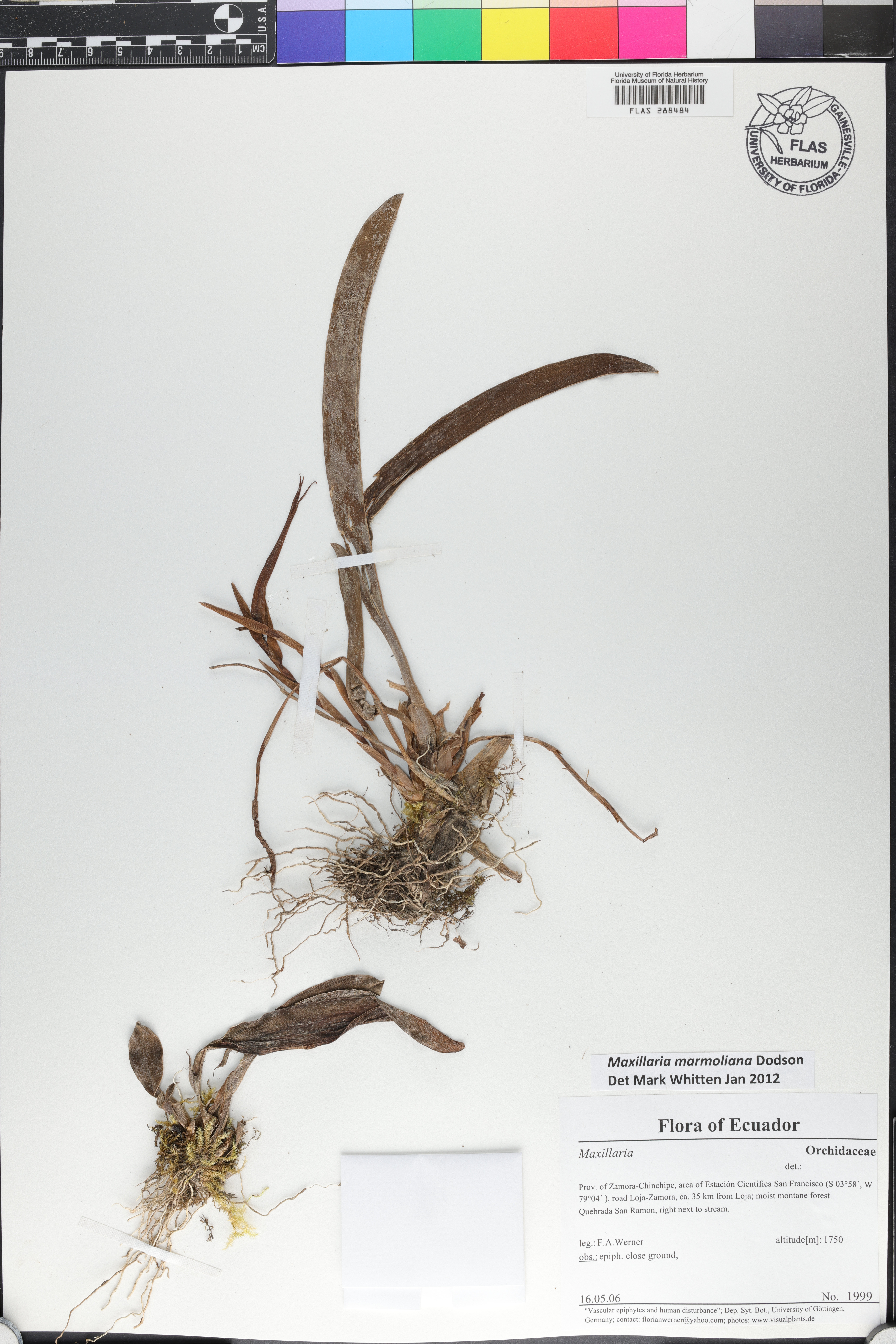 Maxillaria bradei image