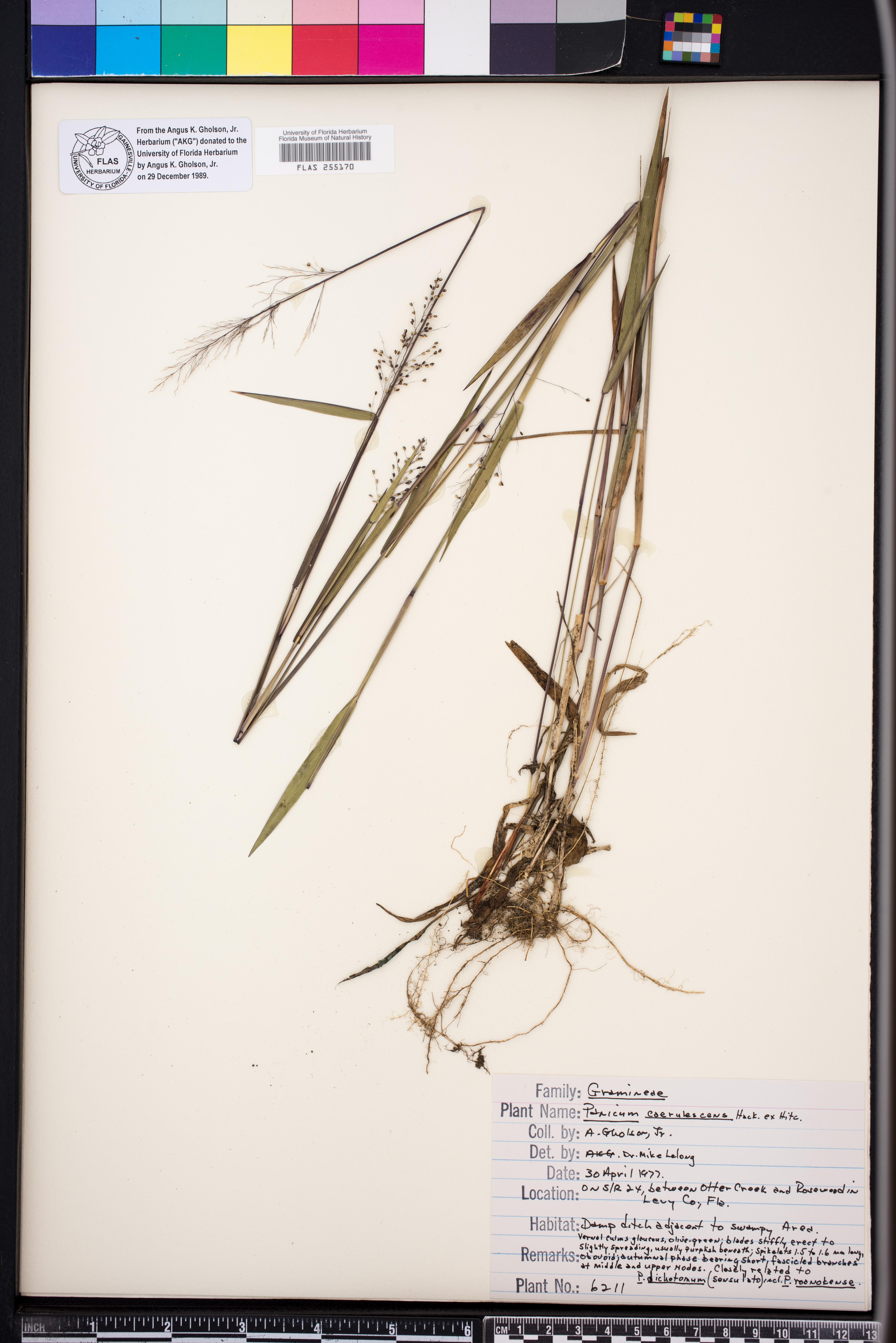 Panicum caerulescens image